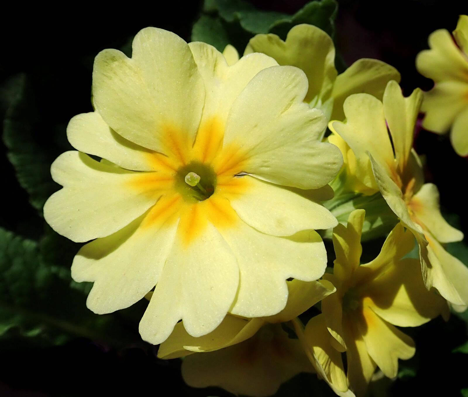 Olympus TG-5 sample photo. Primrose, yellow, flower photography