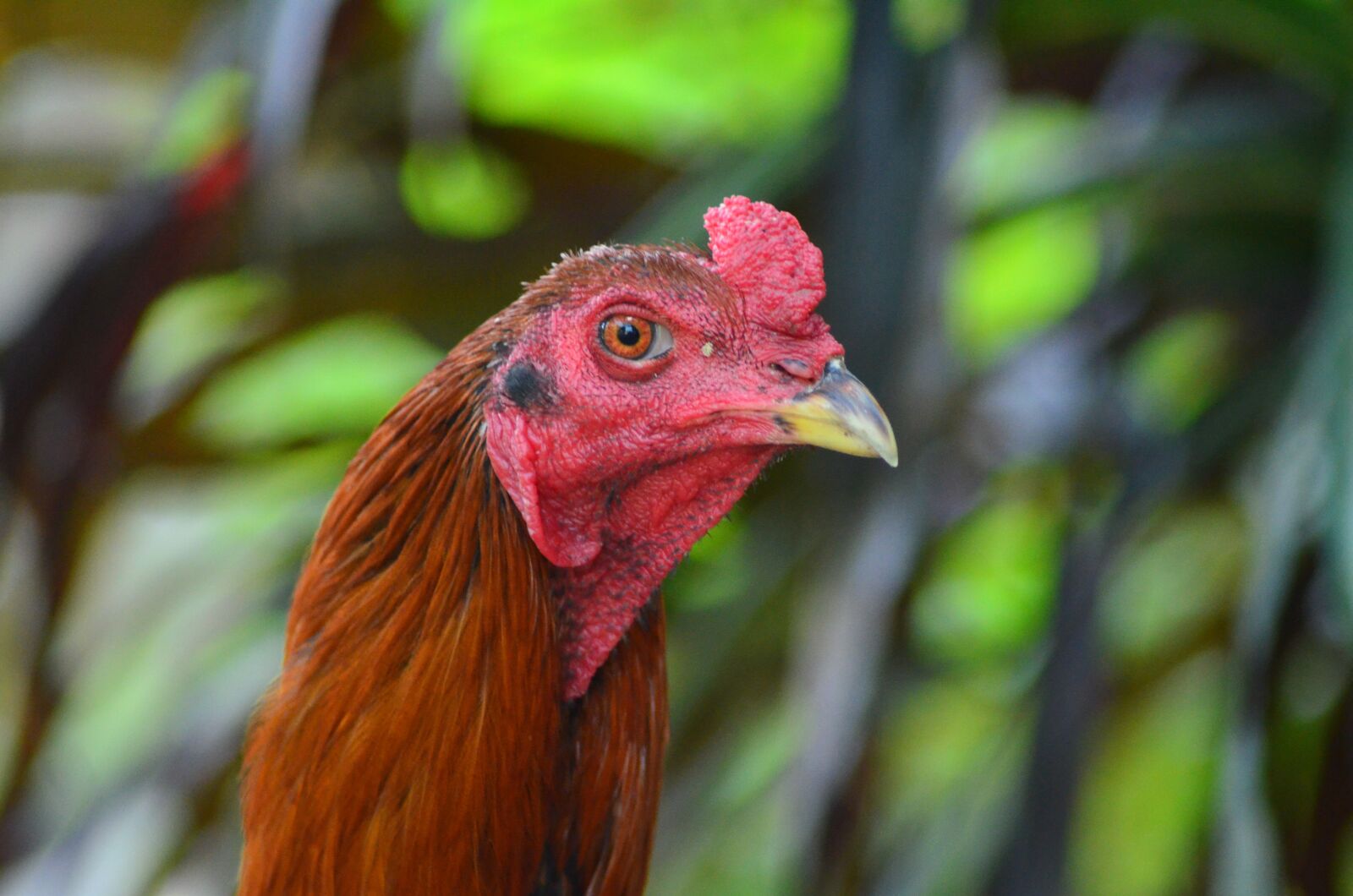Nikon D5100 sample photo. Rooster, head, red photography