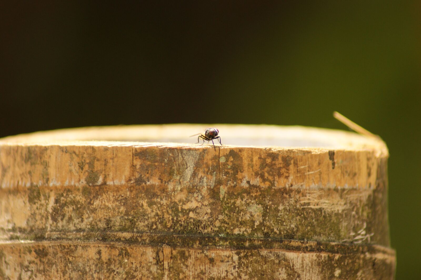 Sony Alpha DSLR-A390 sample photo. Nature, in, the photography