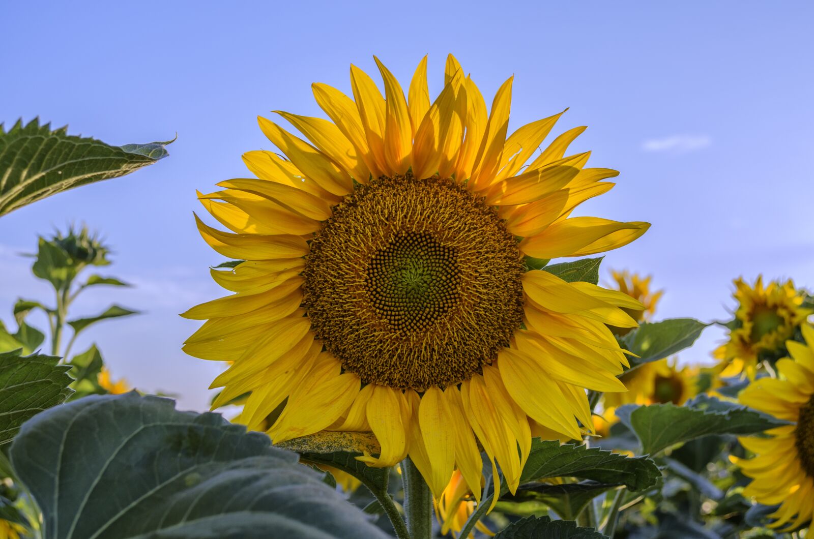 Nikon D5100 sample photo. Sunflower, summer, sunshine photography