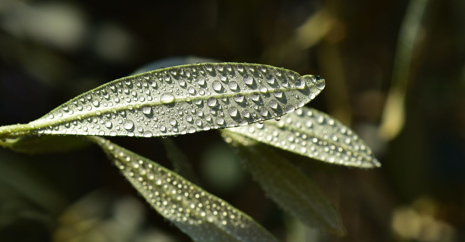 Nikon D750 sample photo. Olive leaf, leaf, mediterranean photography