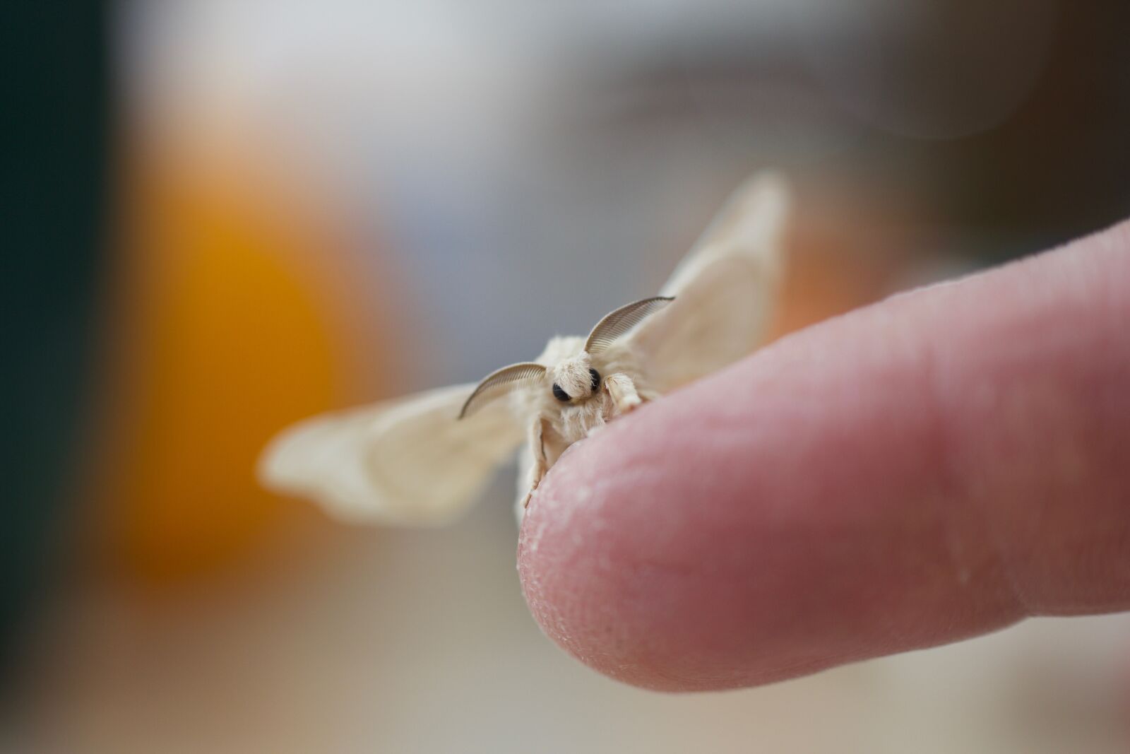 Canon EOS 550D (EOS Rebel T2i / EOS Kiss X4) sample photo. Silk moth, insect, moth photography