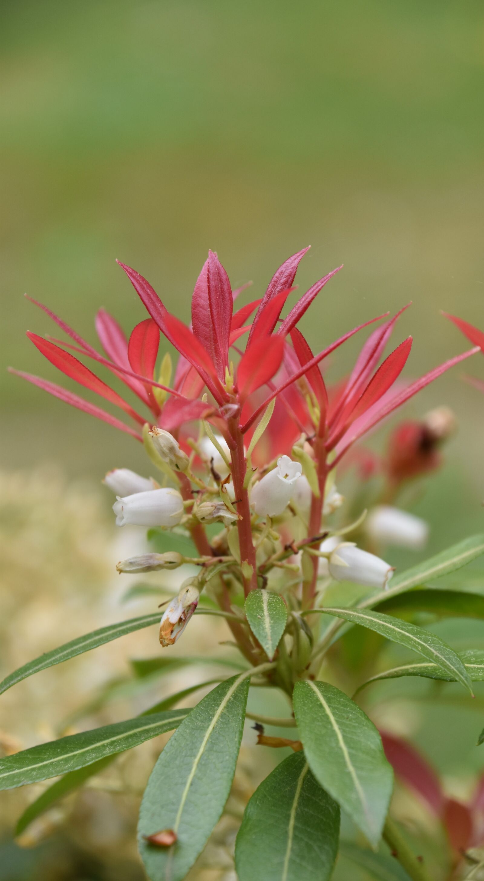 Nikon D5600 sample photo. Nature, plant, flower photography