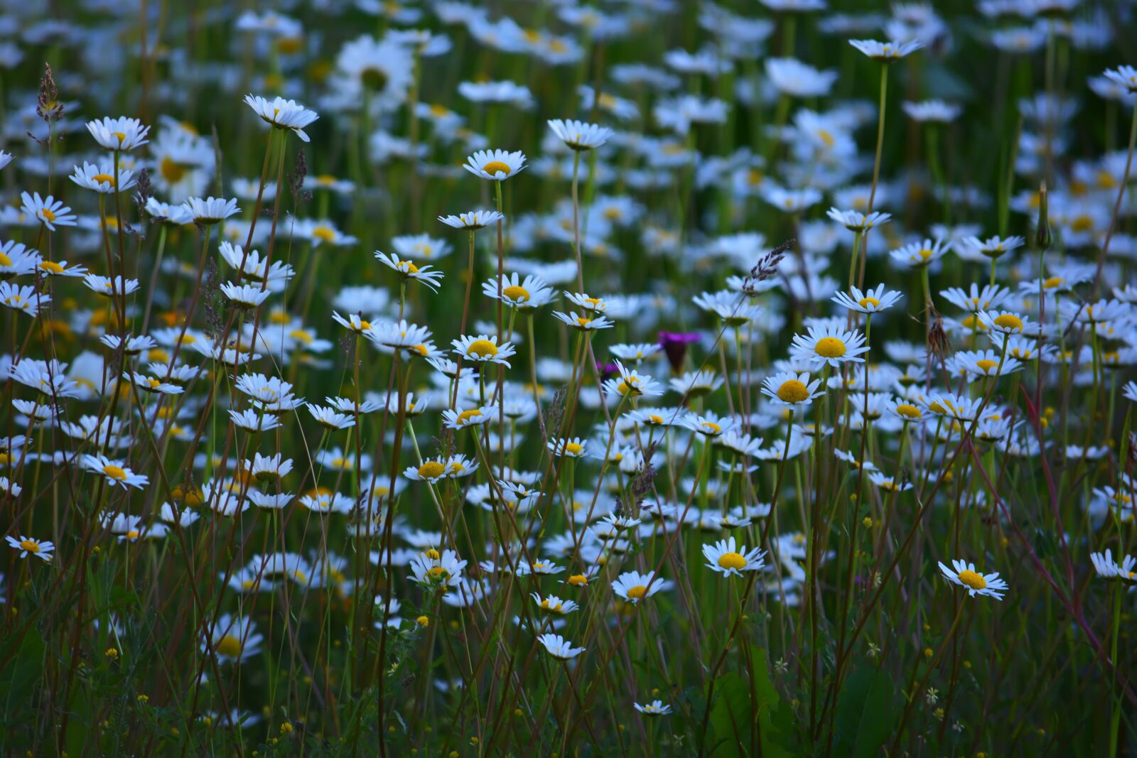 Nikon D5200 sample photo. Flowers, chamomile, spring photography