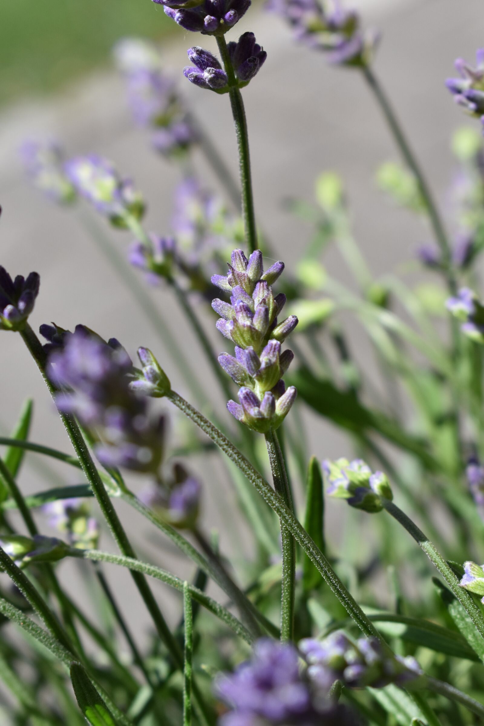 Nikon D3400 sample photo. Lavender, purple, flowers photography