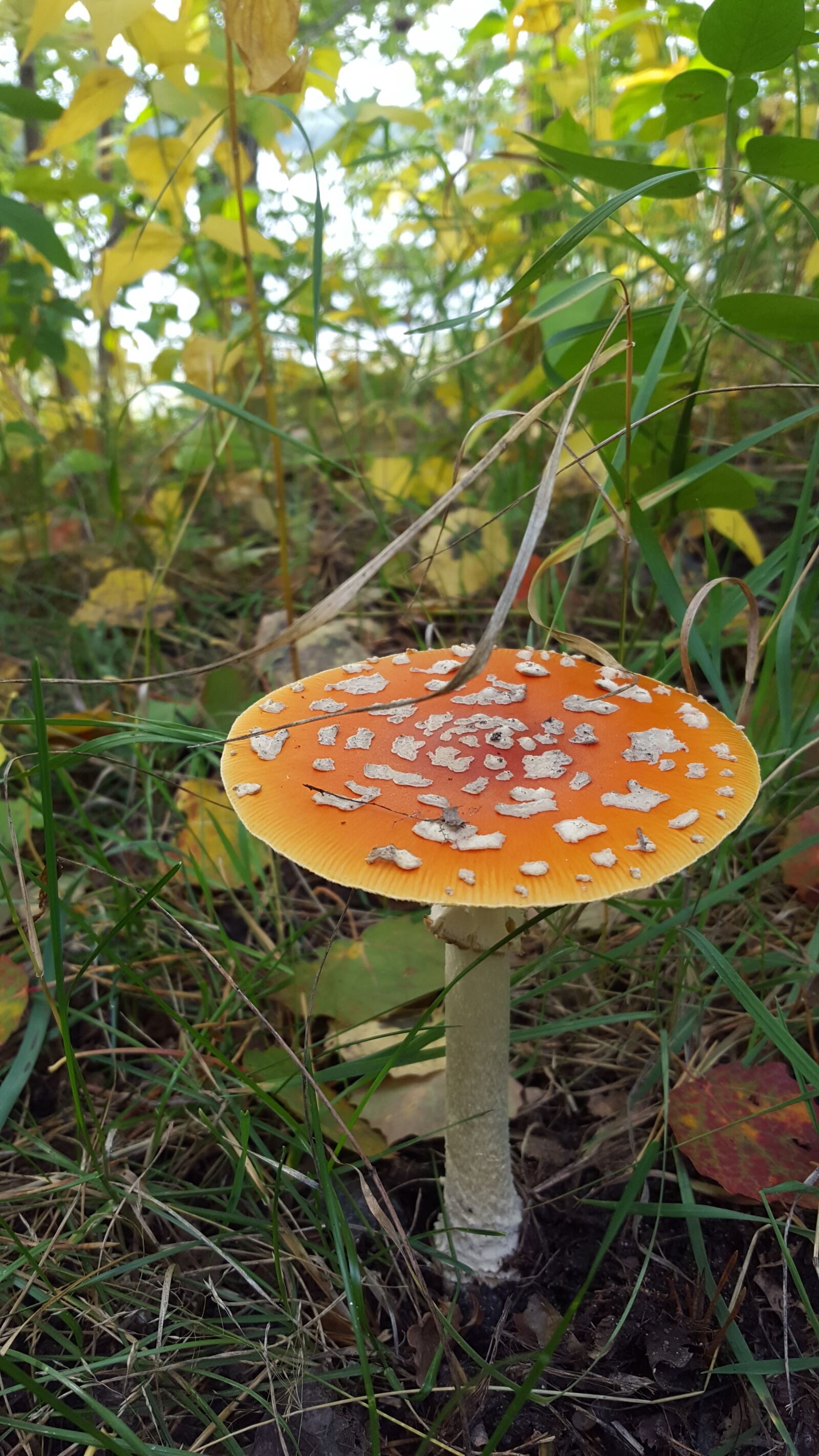 Samsung Galaxy S6 sample photo. Fly agaric, forest, nature photography