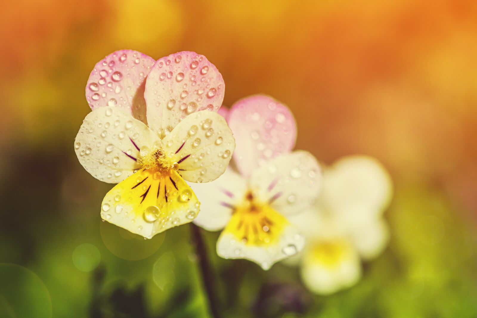 Canon EOS 750D (EOS Rebel T6i / EOS Kiss X8i) sample photo. Pansy, viola, drip photography