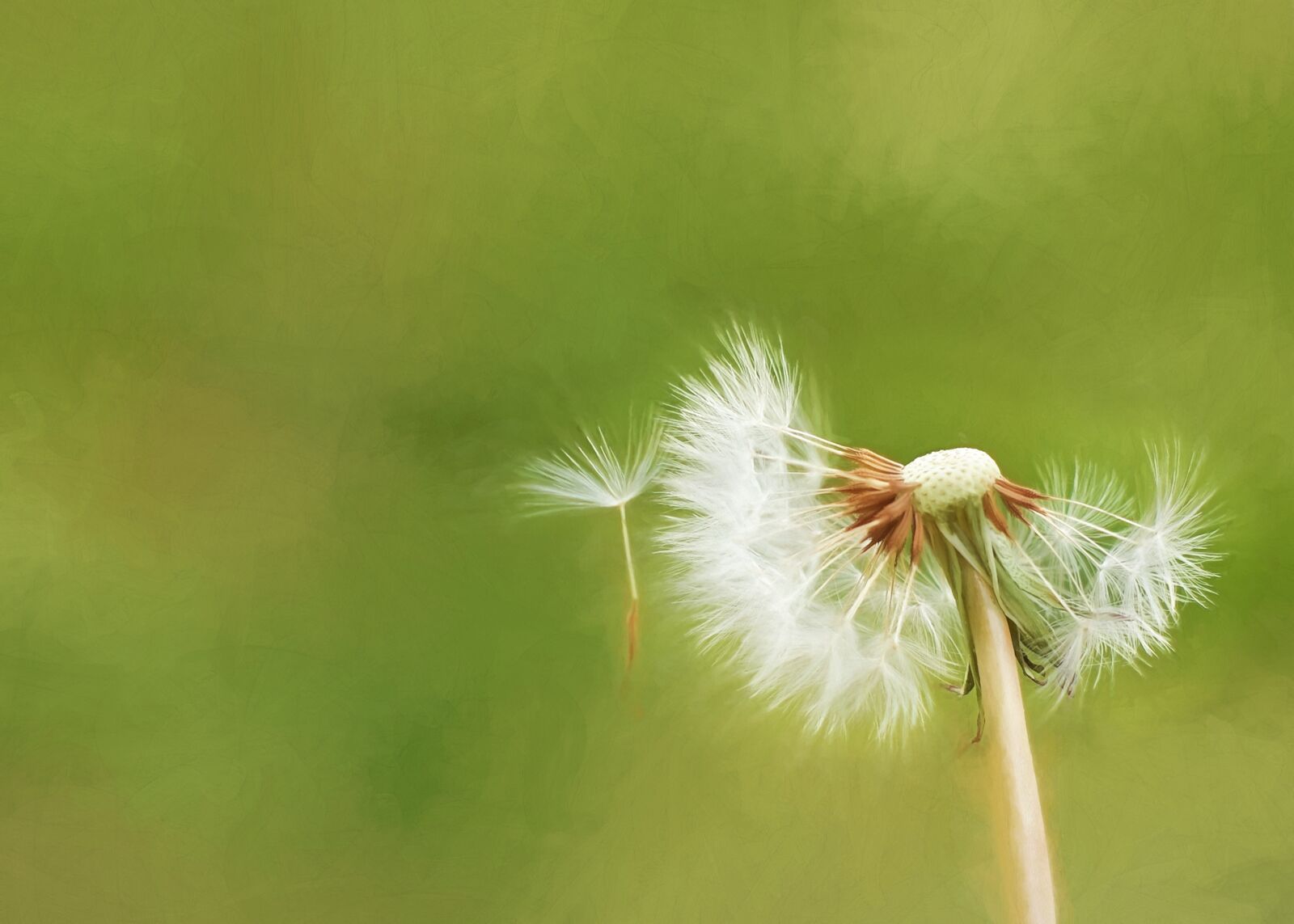 Pentax K-3 sample photo. Dandelion, blowing, weed photography