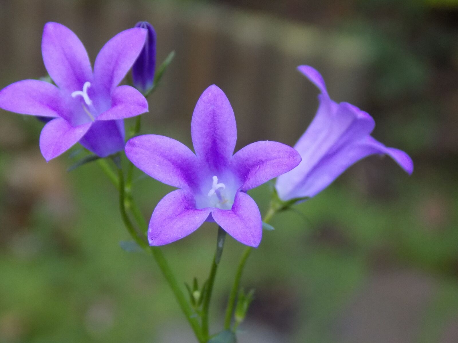 Nikon COOLPIX L340 sample photo. Violet, violaceae, flower photography