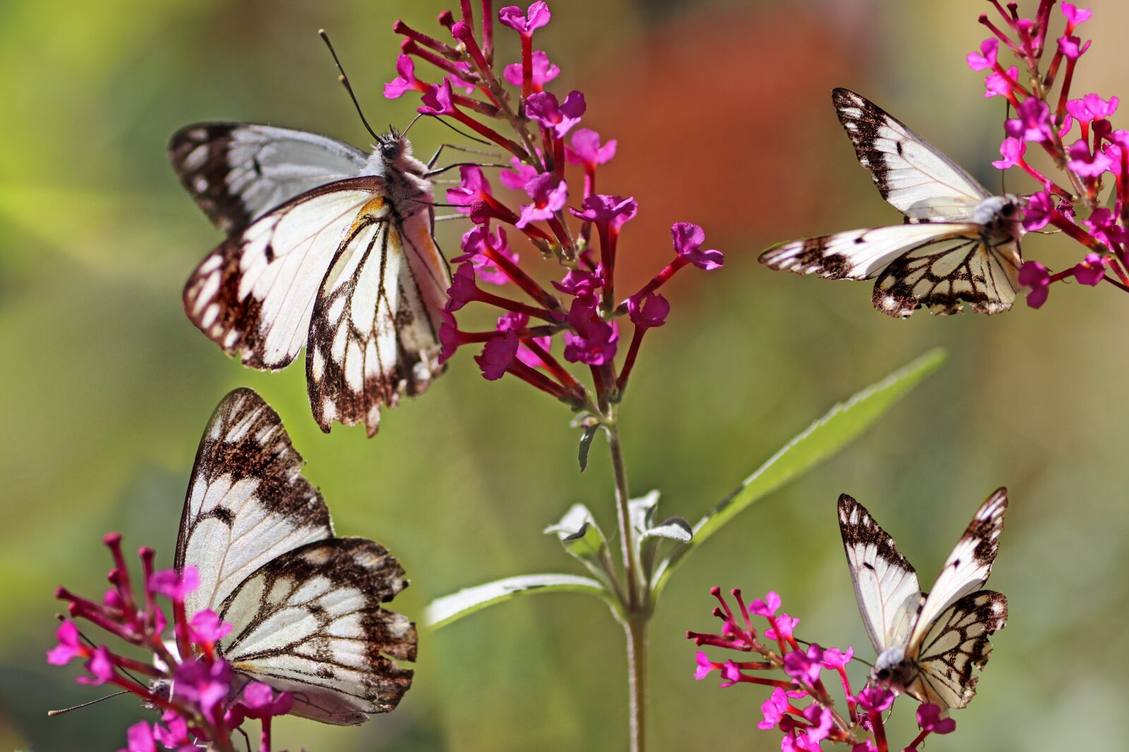 Tamron SP 90mm F2.8 Di VC USD 1:1 Macro sample photo. Butterflies, insects, flowers photography