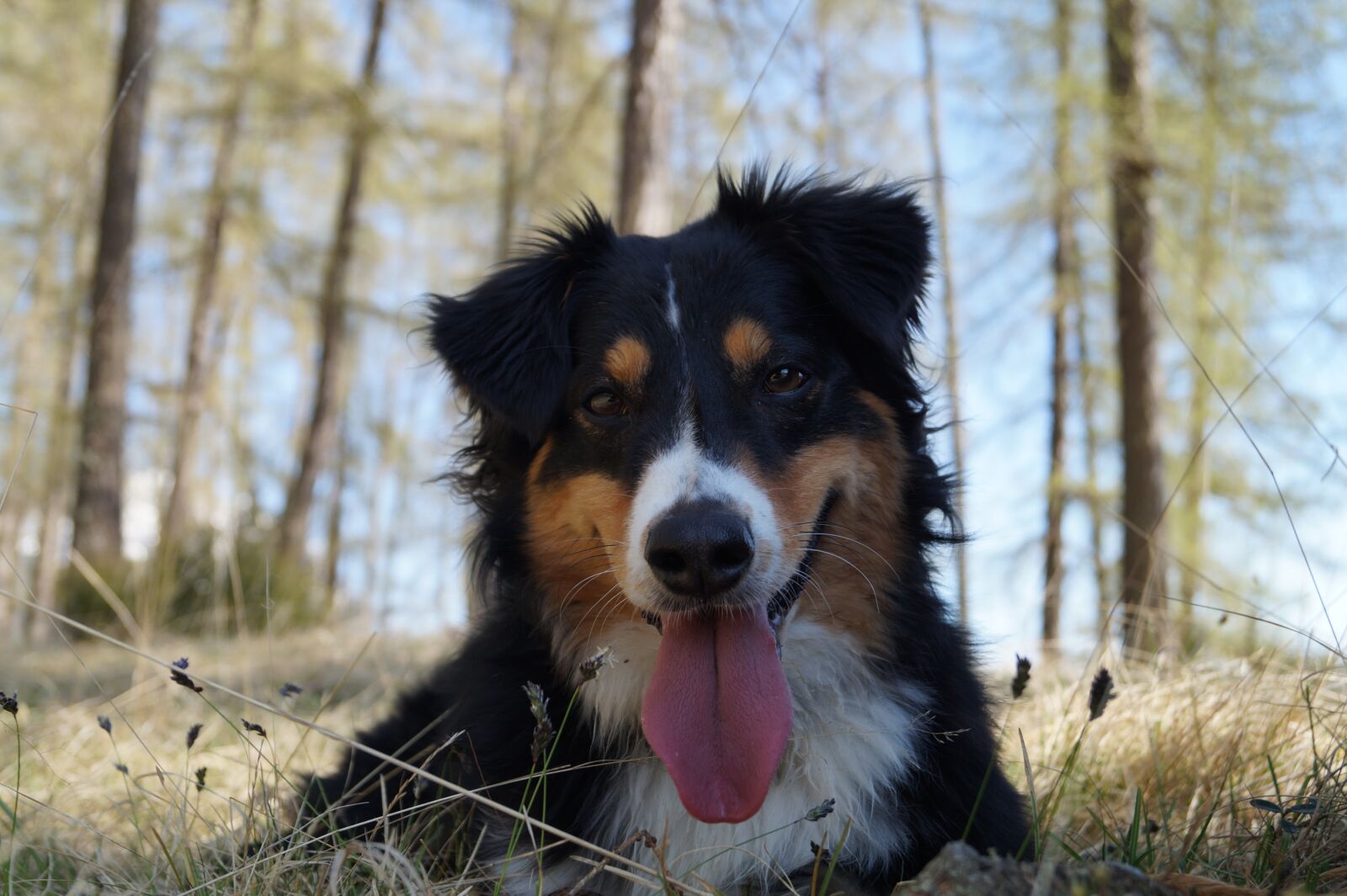 Sony DT 18-55mm F3.5-5.6 SAM II sample photo. Dog, tongue, animal photography