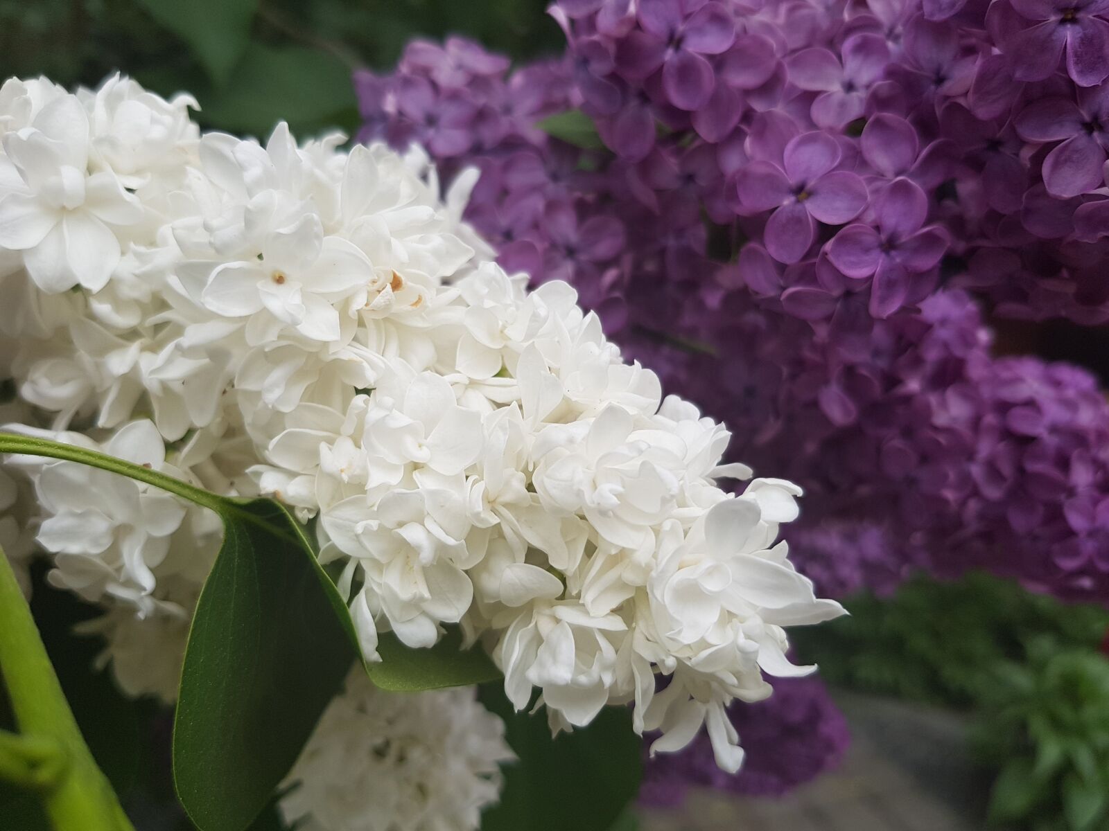 Samsung Galaxy S8 sample photo. Lilac, garden, nature photography