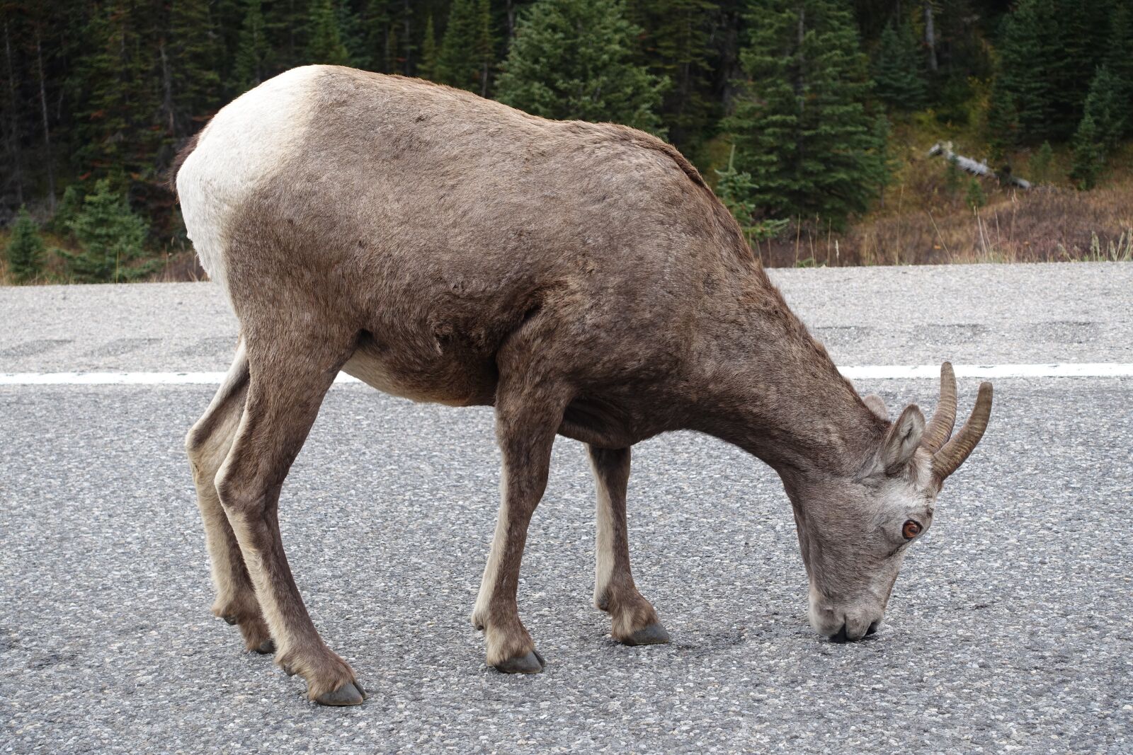 Sony Cyber-shot DSC-RX100 III sample photo. Sheep, canadian, rockies photography