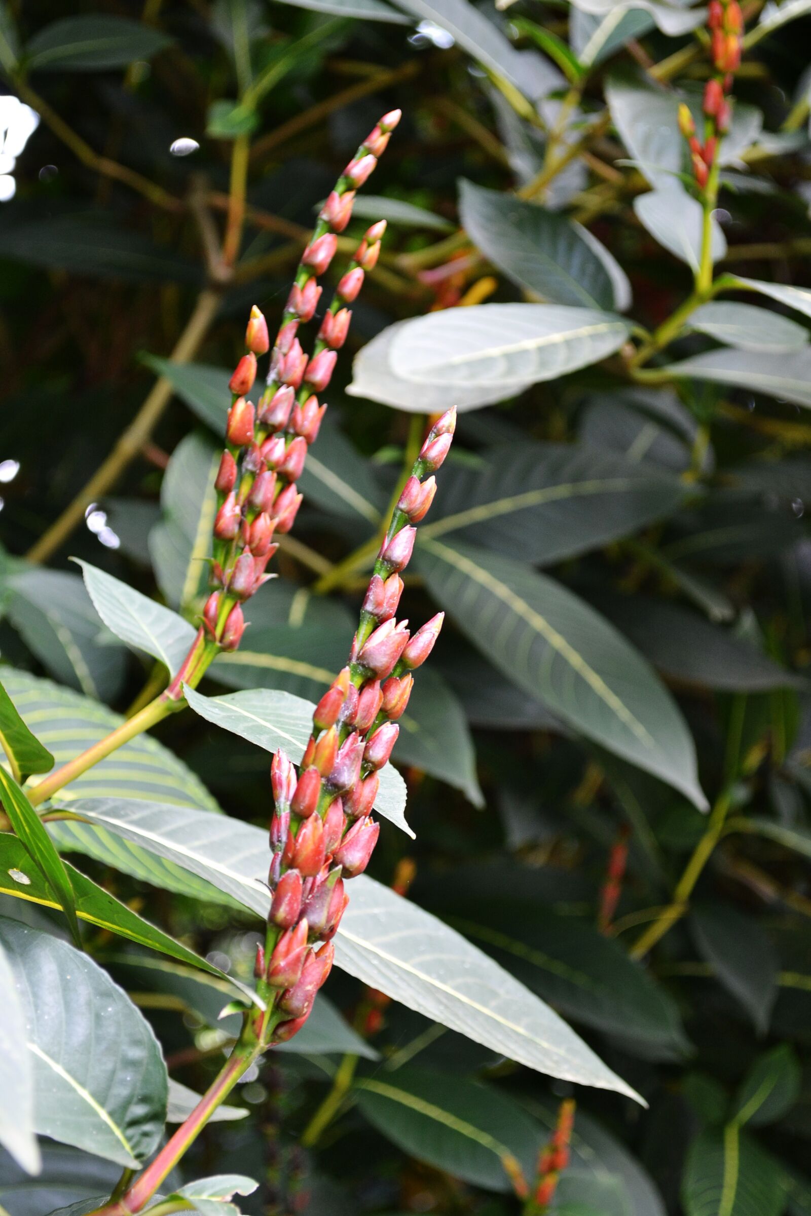 Nikon D3100 sample photo. Red flowers, wild flowers photography
