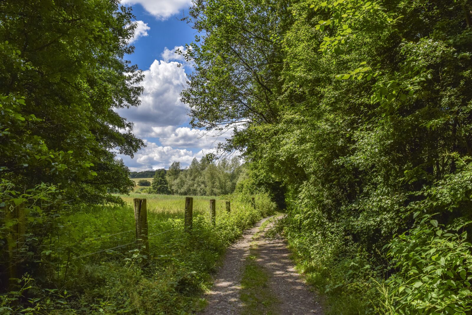 Nikon D3300 sample photo. Landscape, nature, tree photography