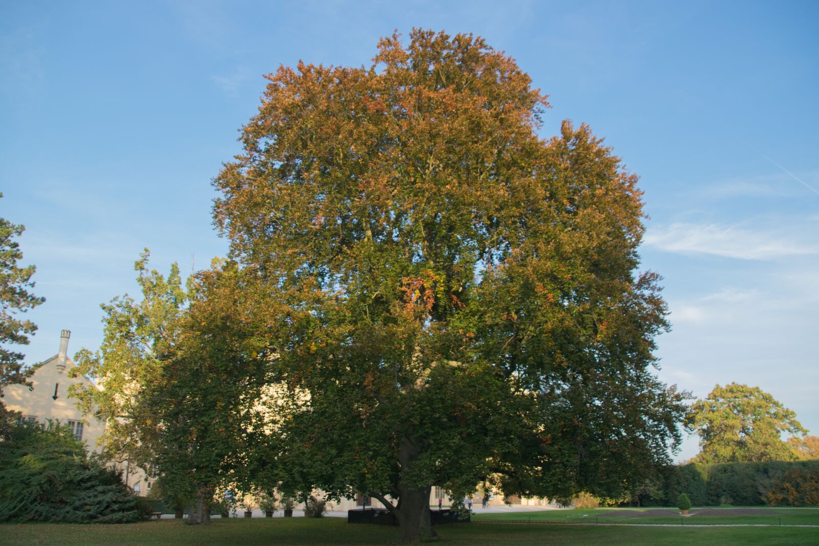 Nikon D5300 sample photo. Park, tree, landscape photography
