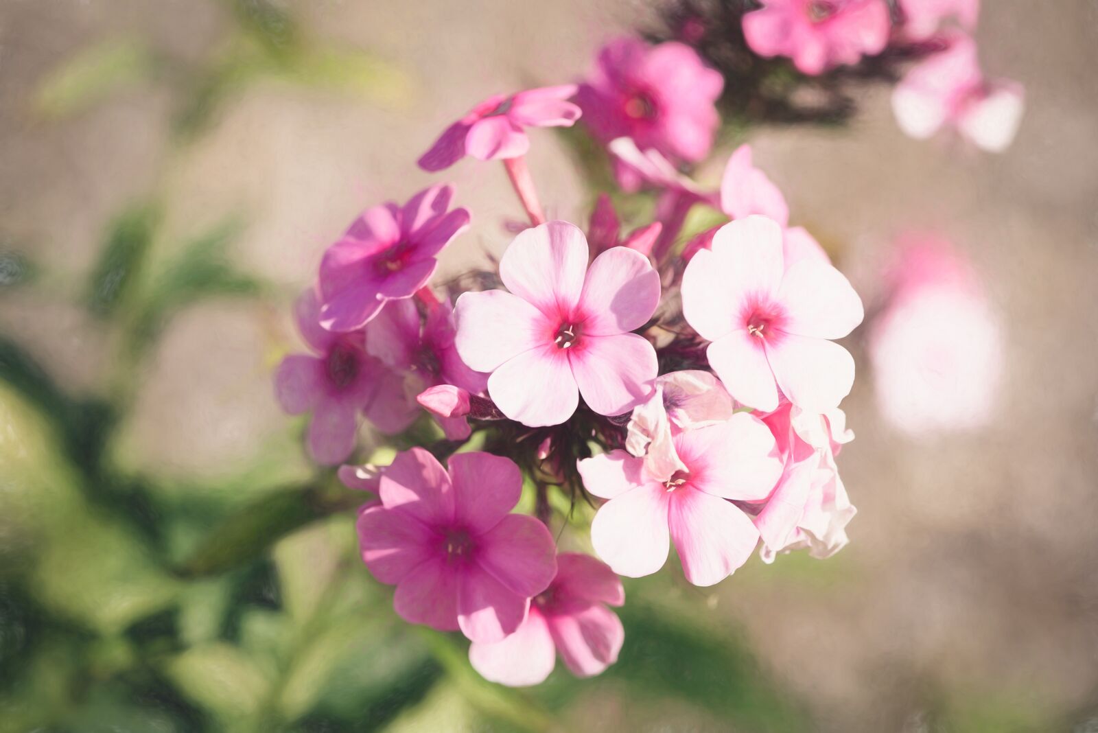 Nikon D750 sample photo. Phlox, flower, blossom photography