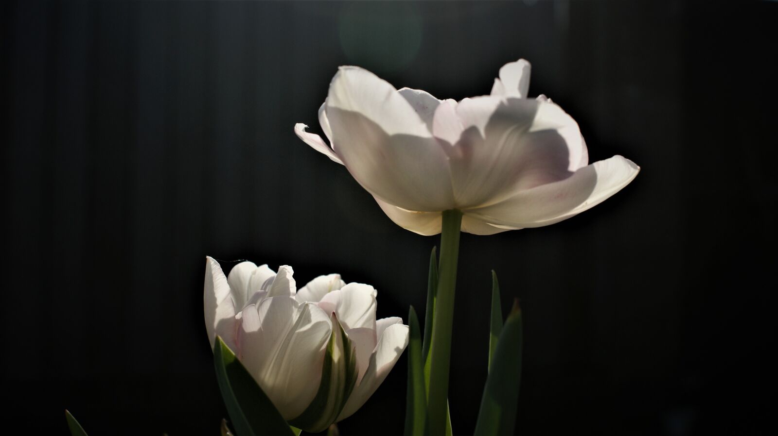 Sony Alpha DSLR-A350 sample photo. Tulips, bottom view, transparent photography