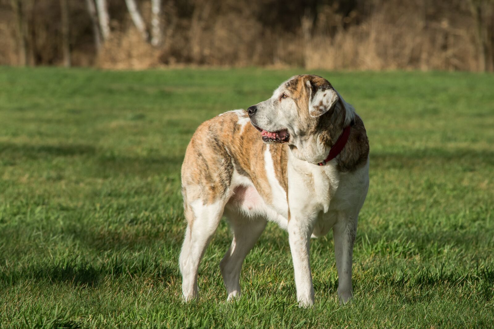 Nikon D7200 sample photo. Dog, mammal, animal photography