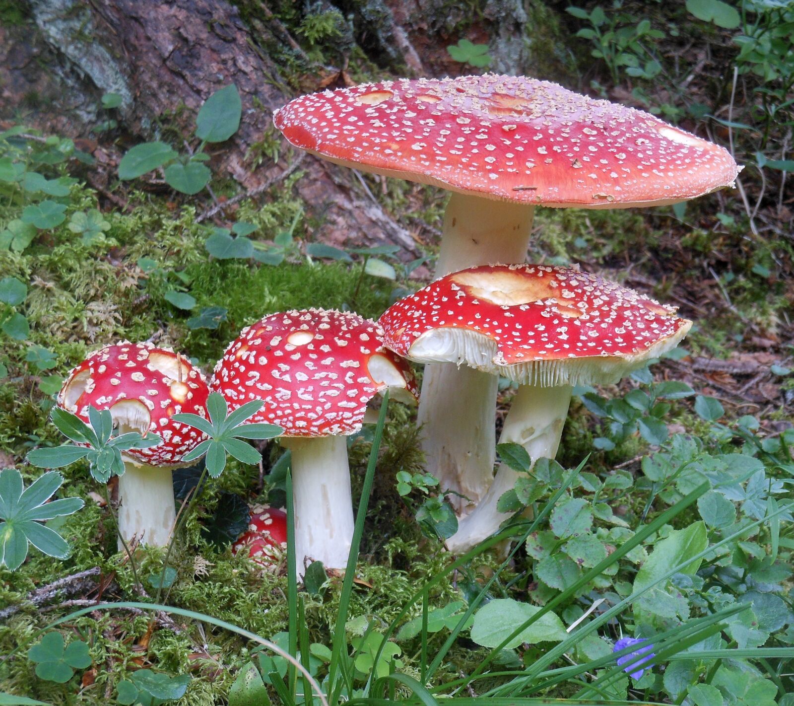 Nikon Coolpix S6200 sample photo. Fly agaric, toxic forest photography