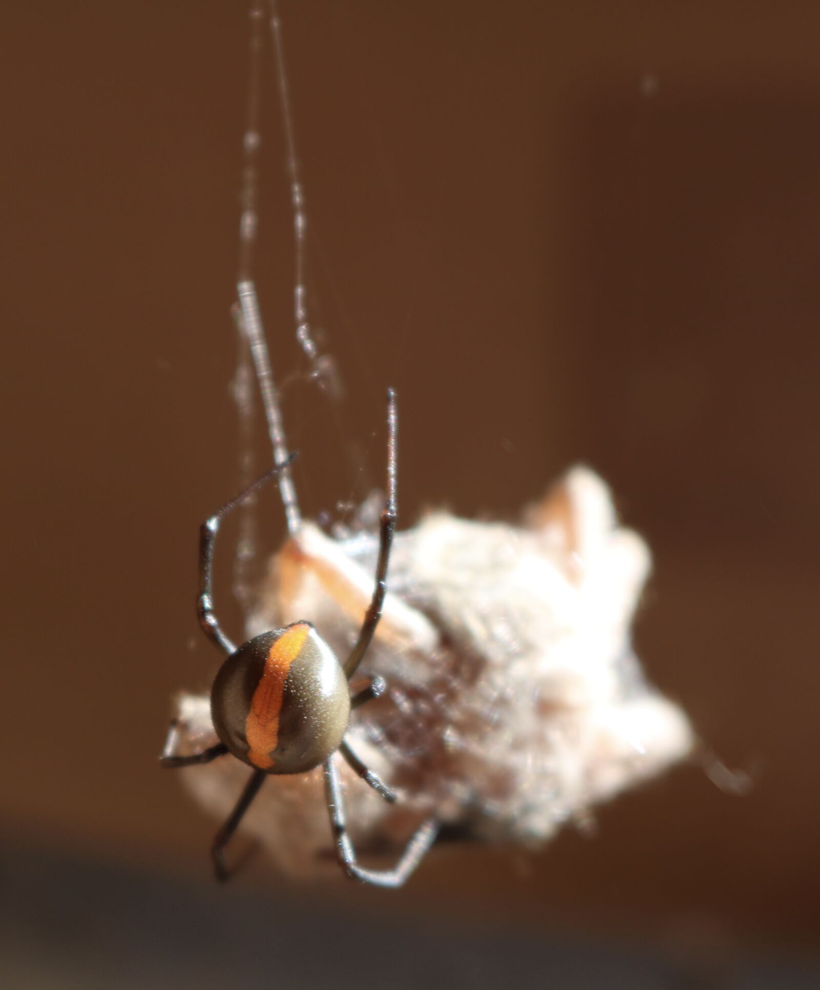 Canon EOS 750D (EOS Rebel T6i / EOS Kiss X8i) sample photo. Red back spider, spider photography