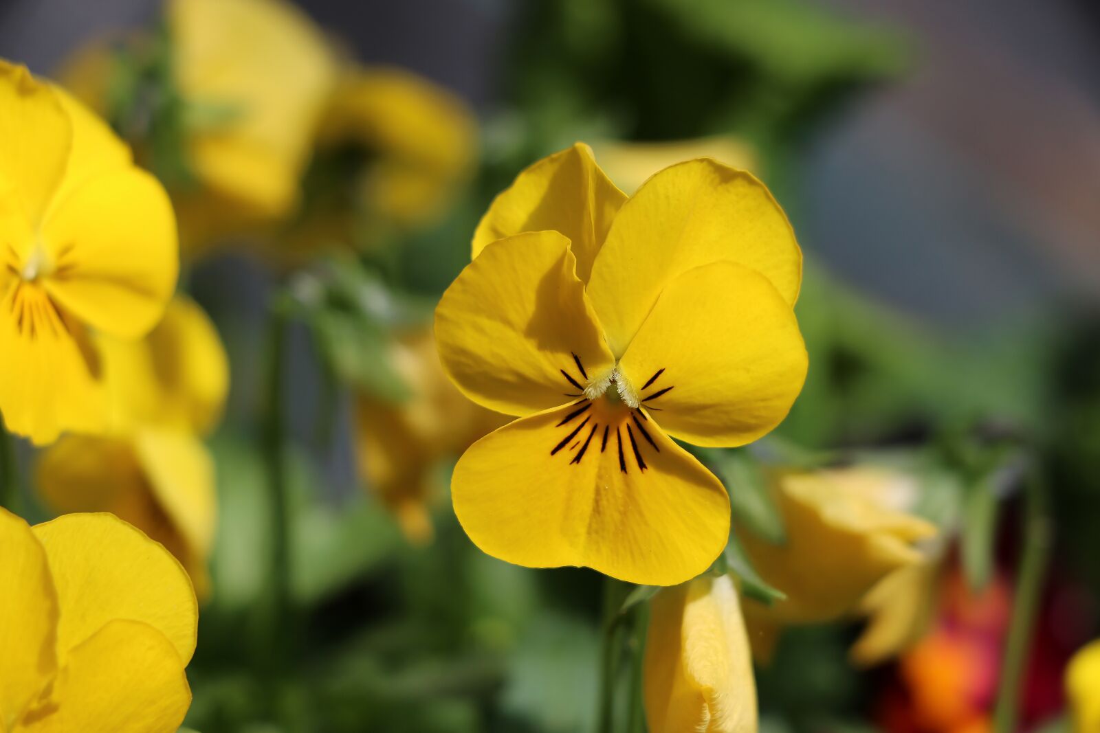 Canon EOS 70D sample photo. Thoughts, flowers, nature photography