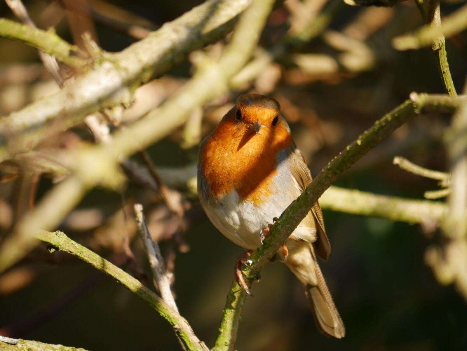 Panasonic Lumix DMC-G7 sample photo. Wildlife, robin, wild photography