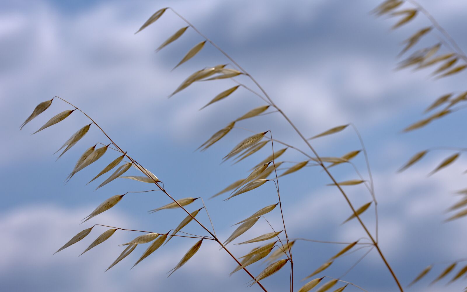 Nikon D7200 sample photo. Blue, natural, nature photography