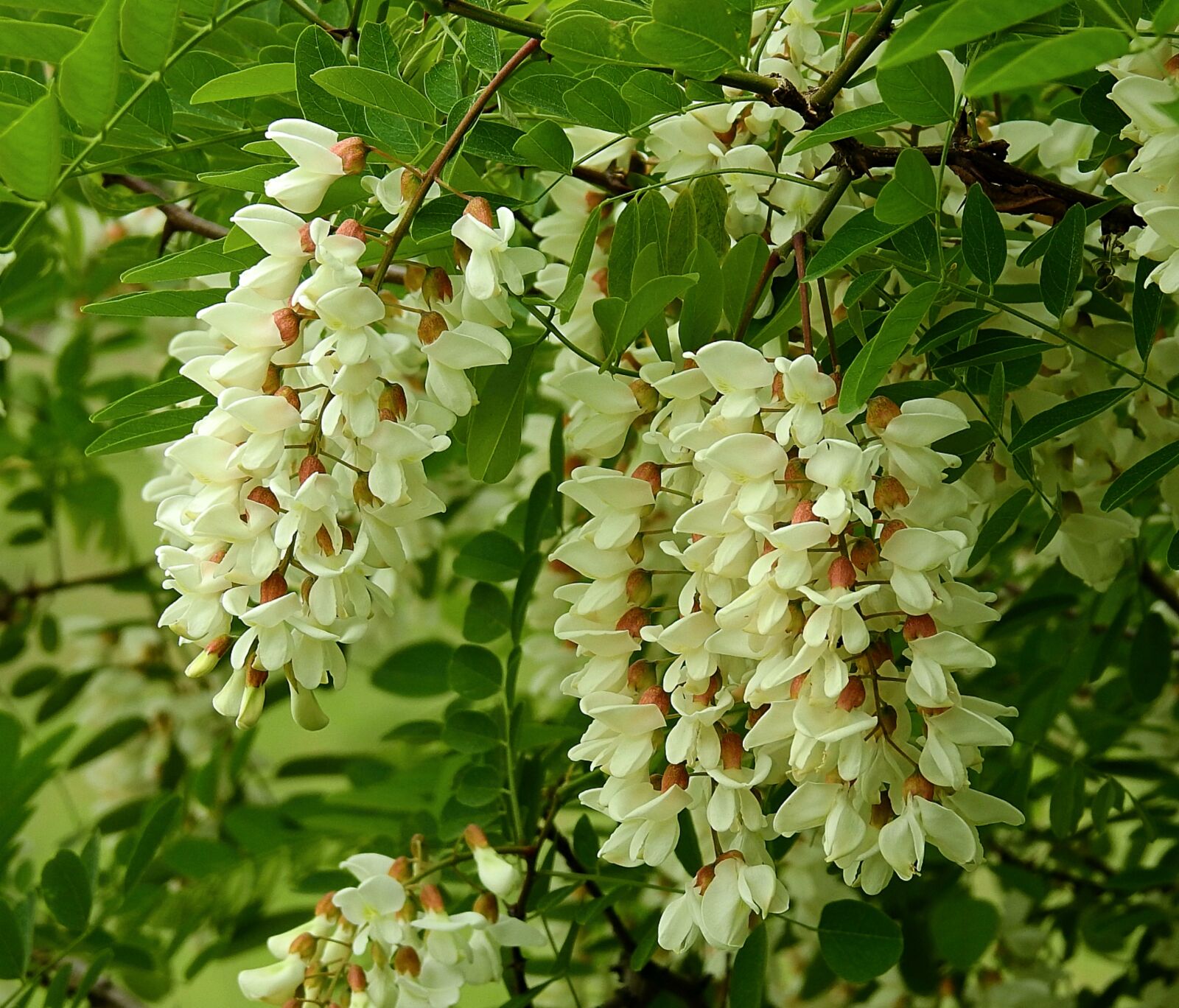 Nikon Coolpix P900 sample photo. Acacia, flowering, nature photography