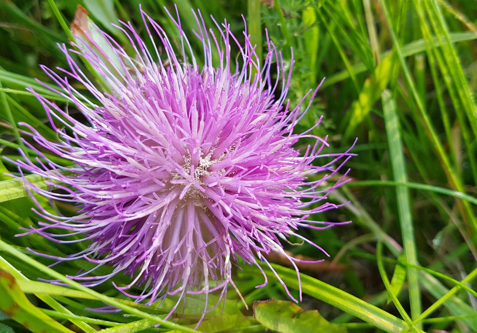 Samsung Galaxy S7 sample photo. Flower, plant, nature photography