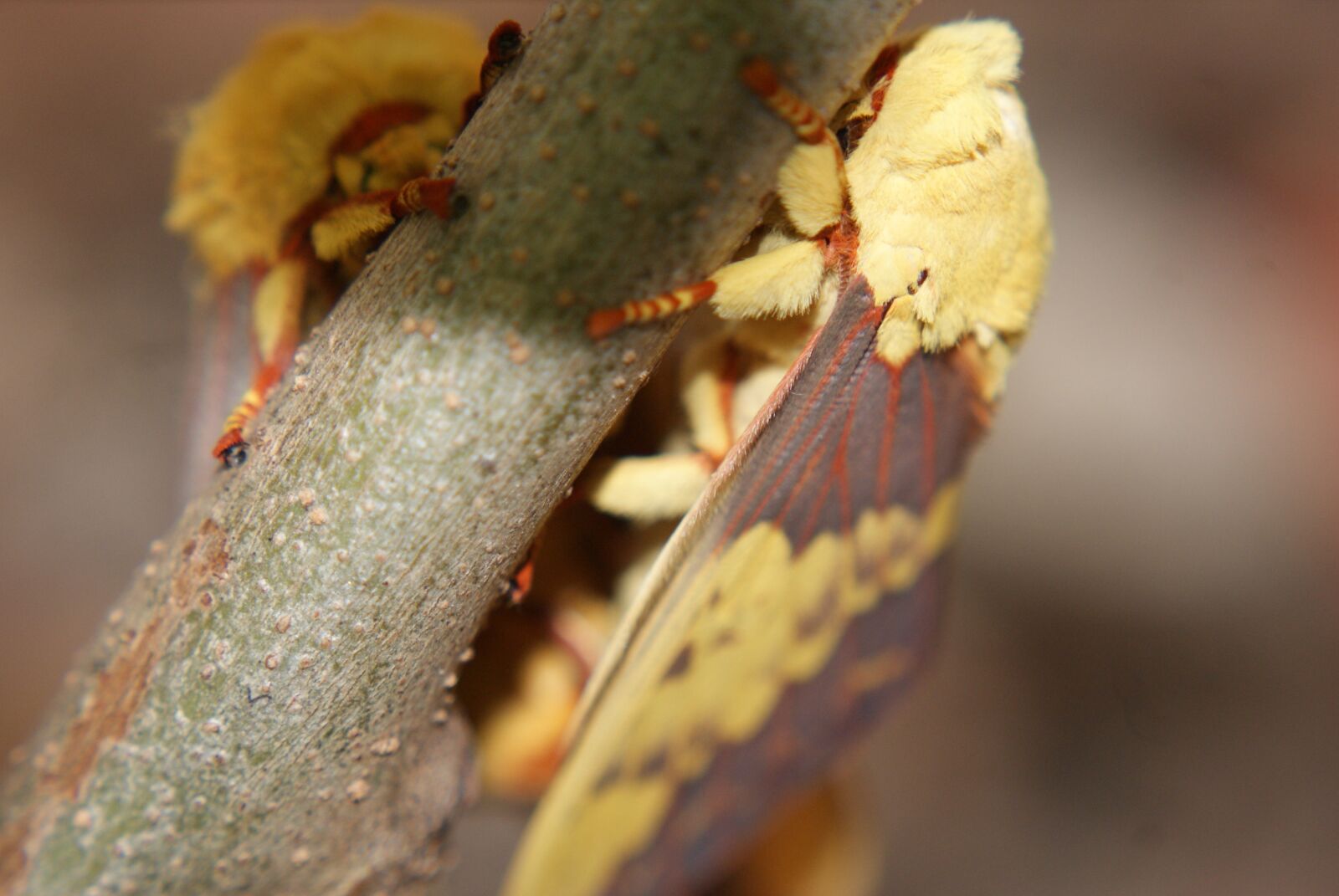 Sony Alpha DSLR-A200 sample photo. Mariposa, mating, casal photography