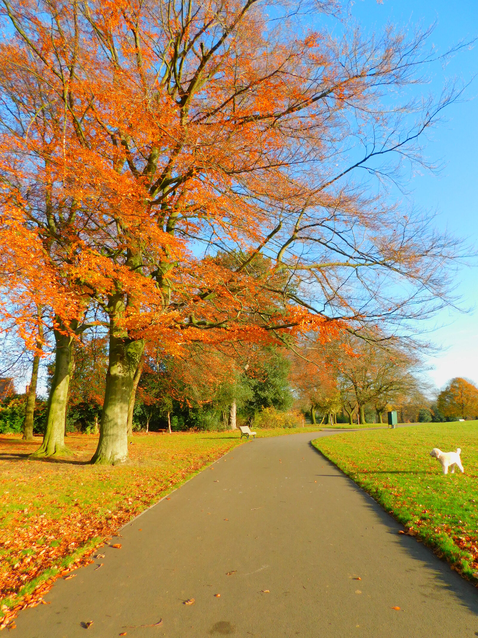Nikon Coolpix B500 sample photo. Autumn, leaves photography
