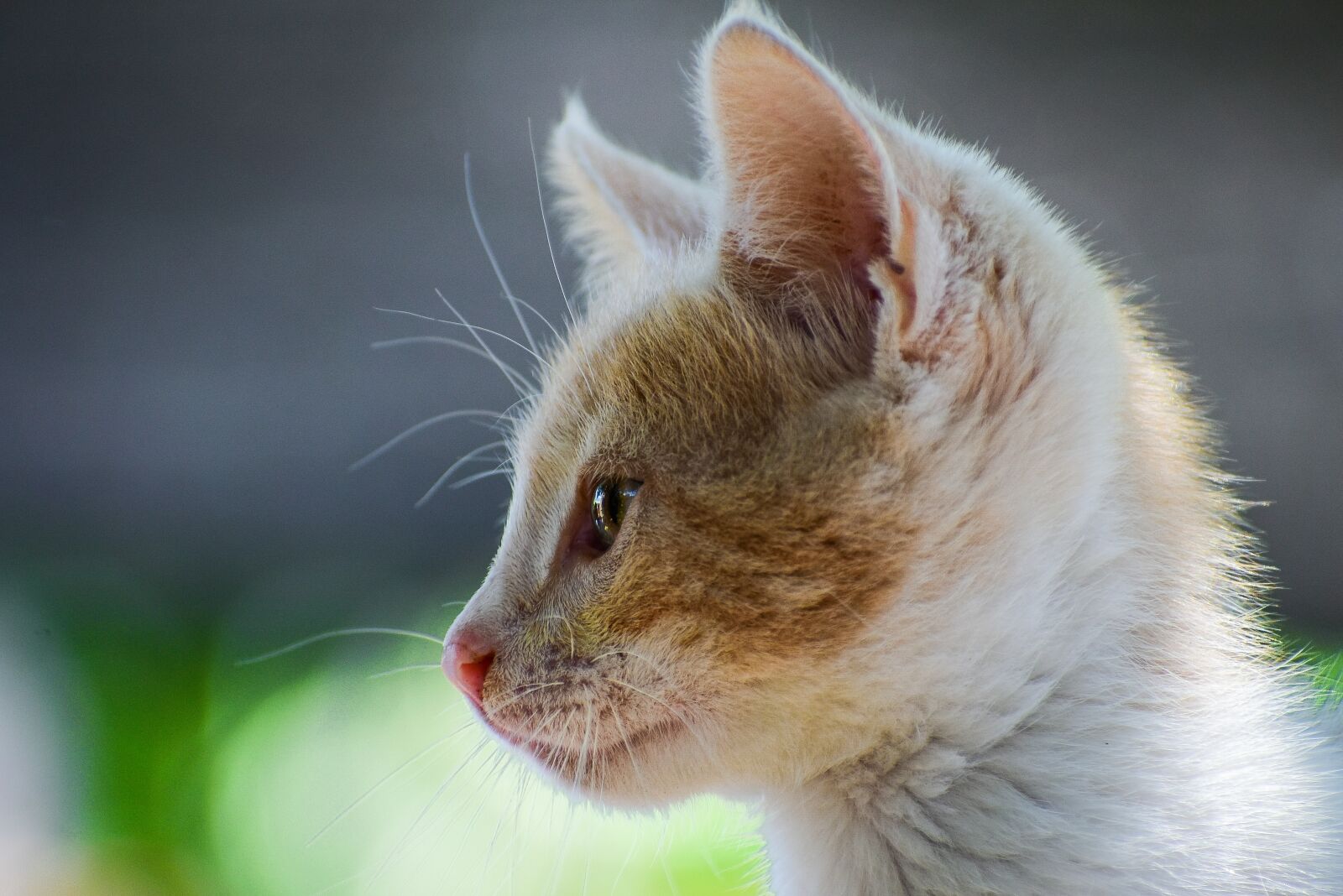 Nikon D3400 sample photo. Cat, kitten, cute photography