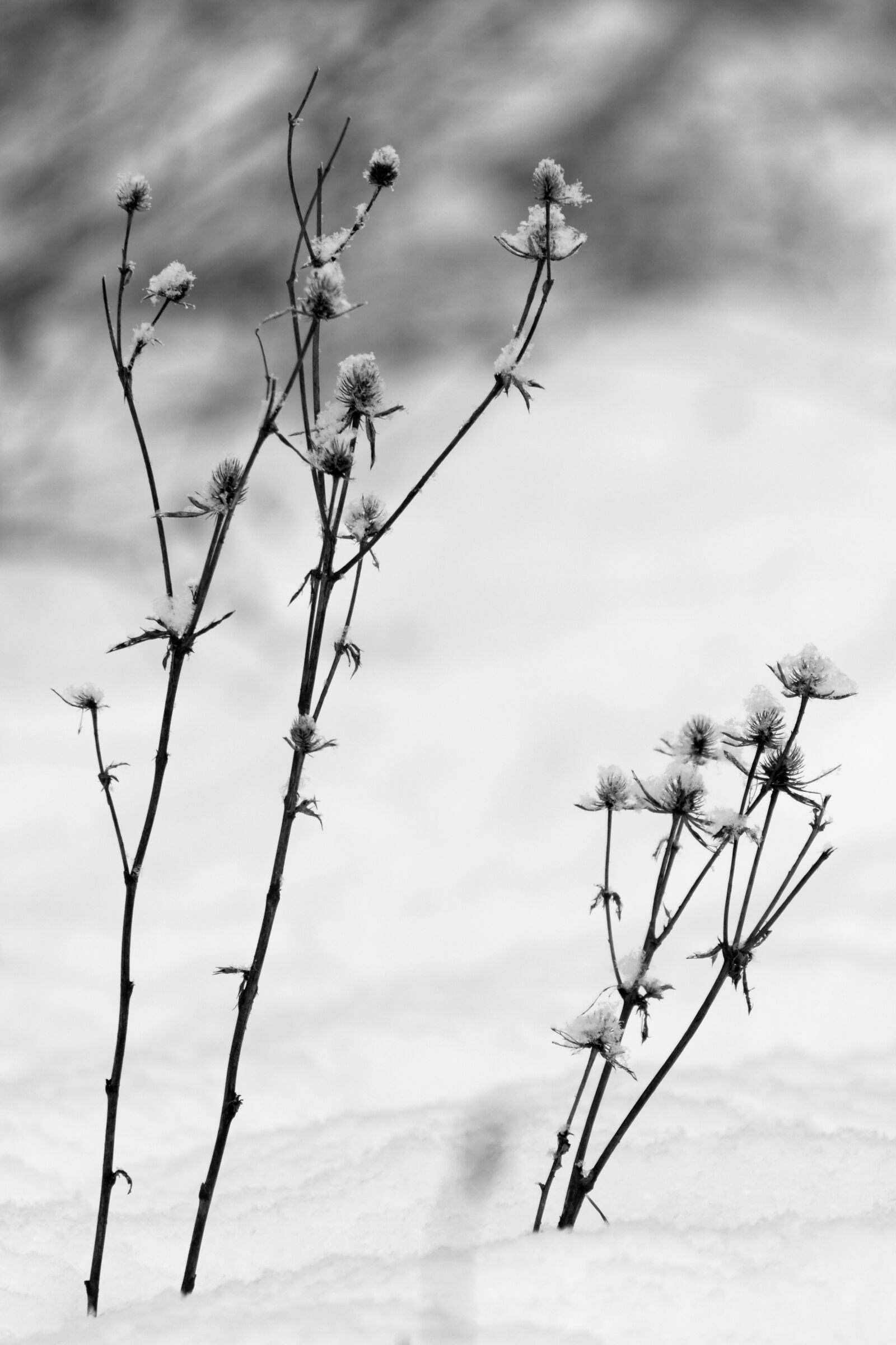 Nikon D5200 sample photo. Snow, nature, at the photography