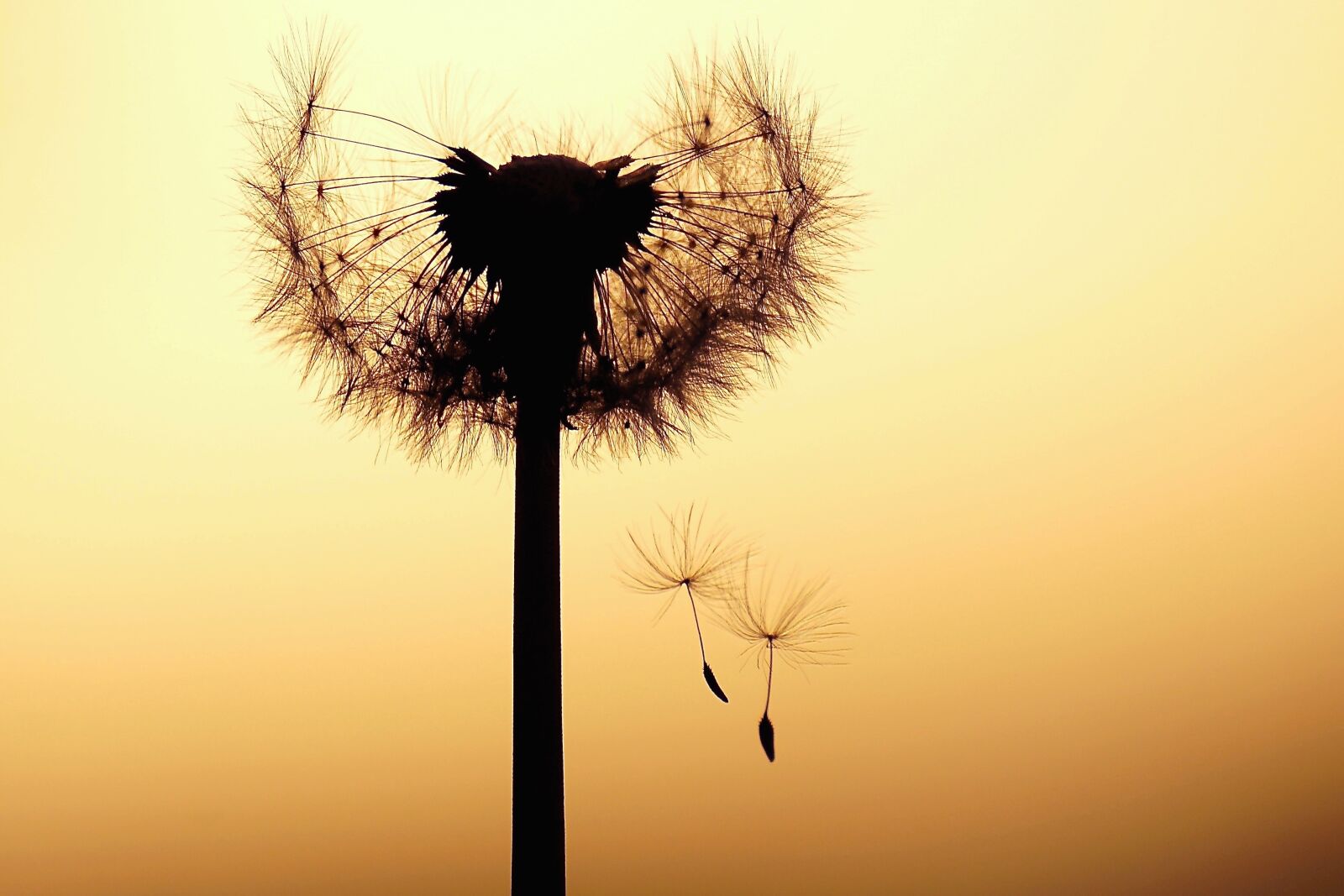 Sony DT 55-300mm F4.5-5.6 SAM sample photo. Dandelion, abendstimmung, seeds photography
