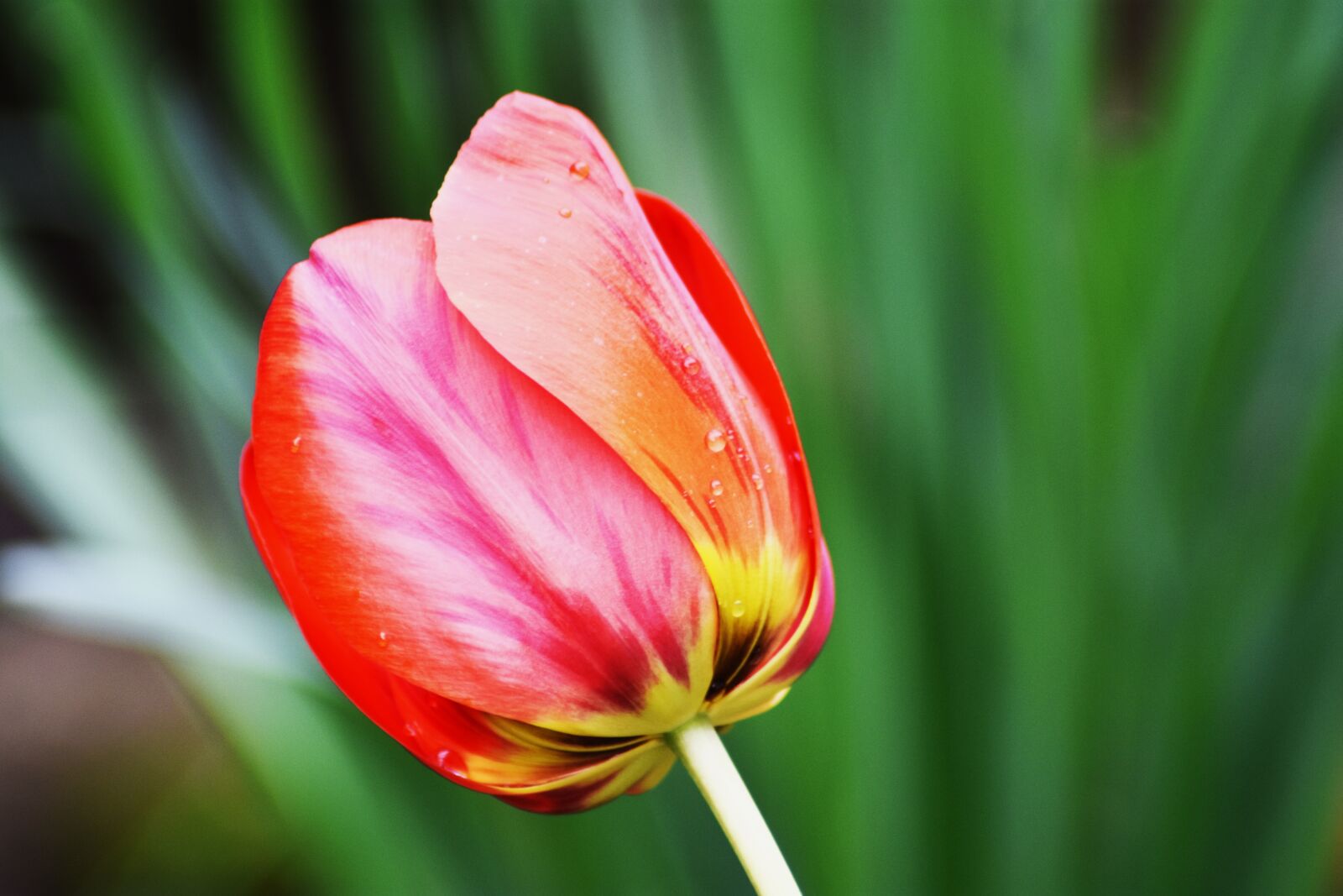 Nikon D3400 sample photo. Tulip, color, garden photography