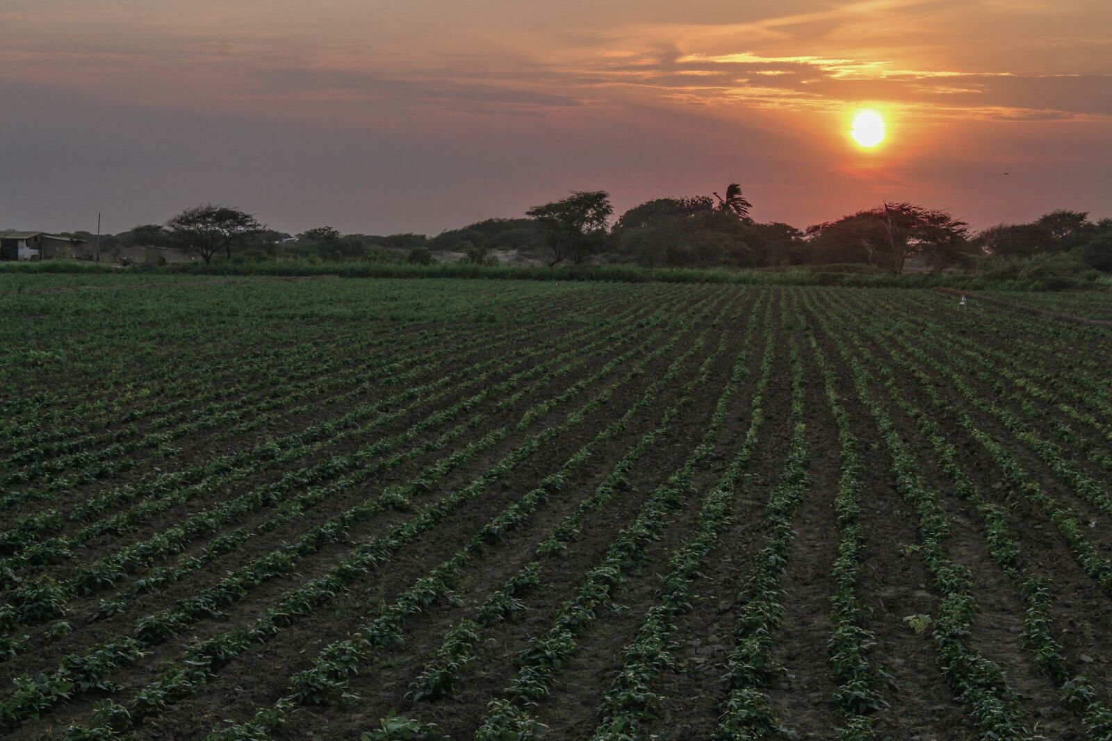 Canon EOS 700D (EOS Rebel T5i / EOS Kiss X7i) sample photo. Field, agriculture, rural photography