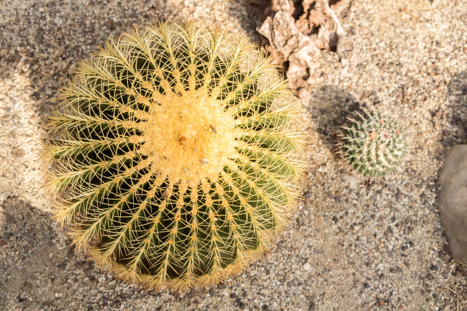 Canon EOS 700D (EOS Rebel T5i / EOS Kiss X7i) sample photo. Cactus, sting, plant photography