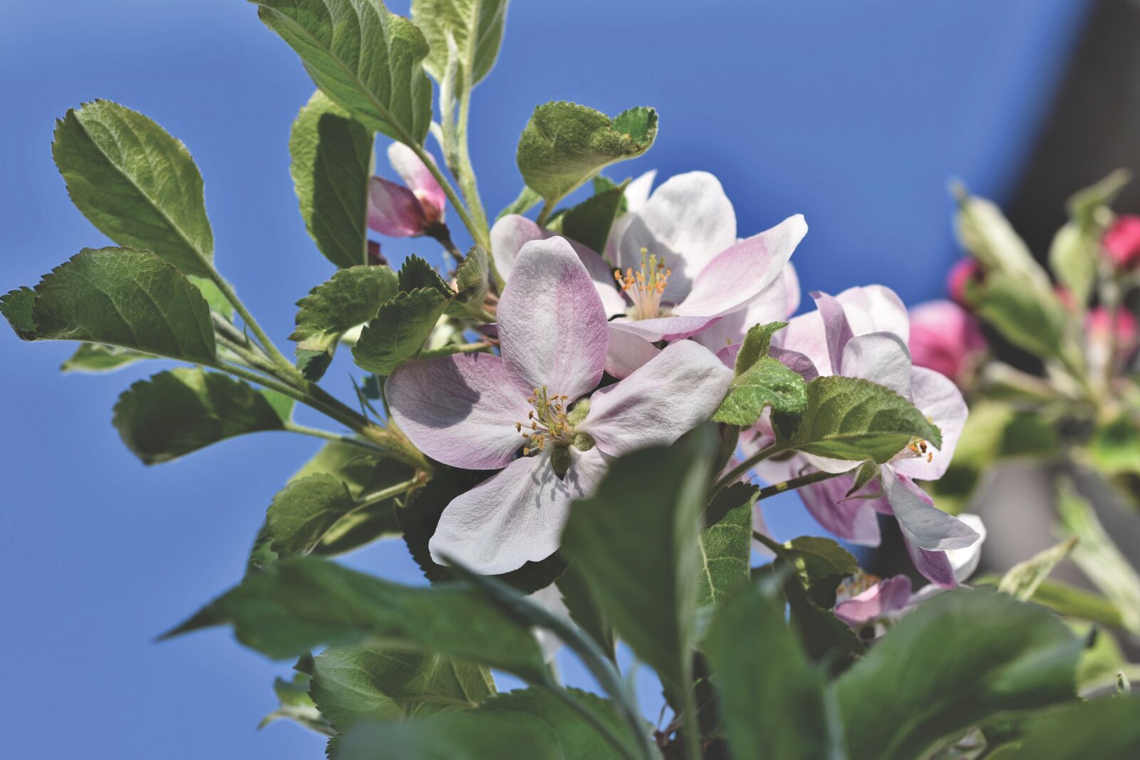 Nikon D7200 sample photo. Apple blossom, flowers, apple photography