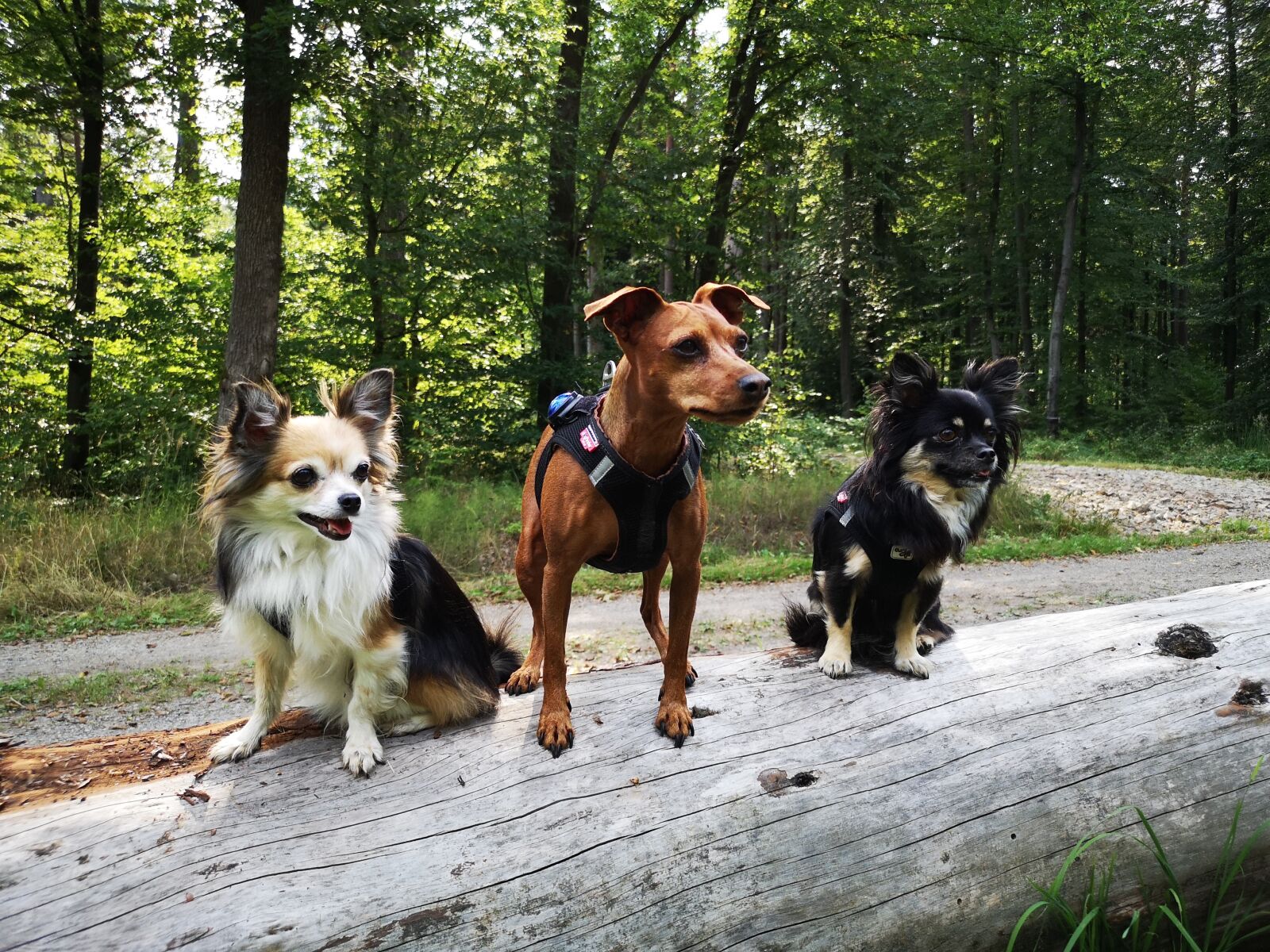 HUAWEI CLT-L29 sample photo. Dog, reh pinscher, chihuahua photography