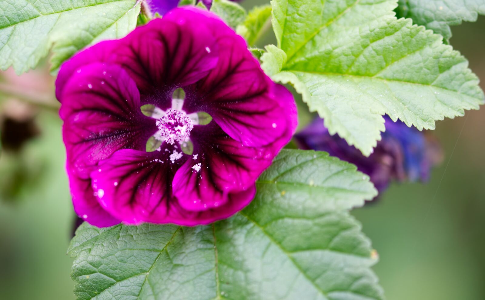Nikon D3100 sample photo. Flower, plant, purple photography