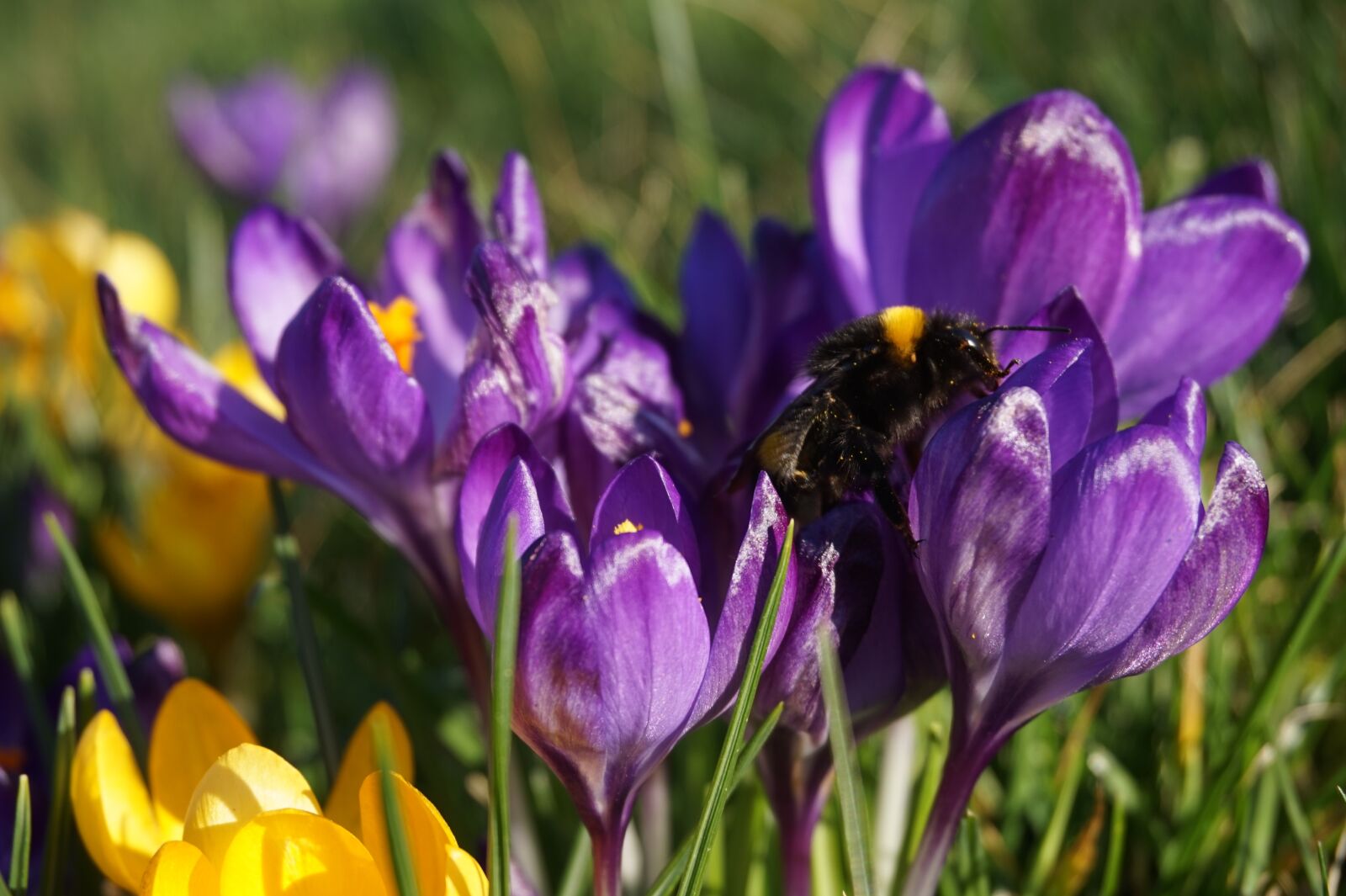 Sony E 16-50mm F3.5-5.6 PZ OSS sample photo. Crocus, spring, nature photography