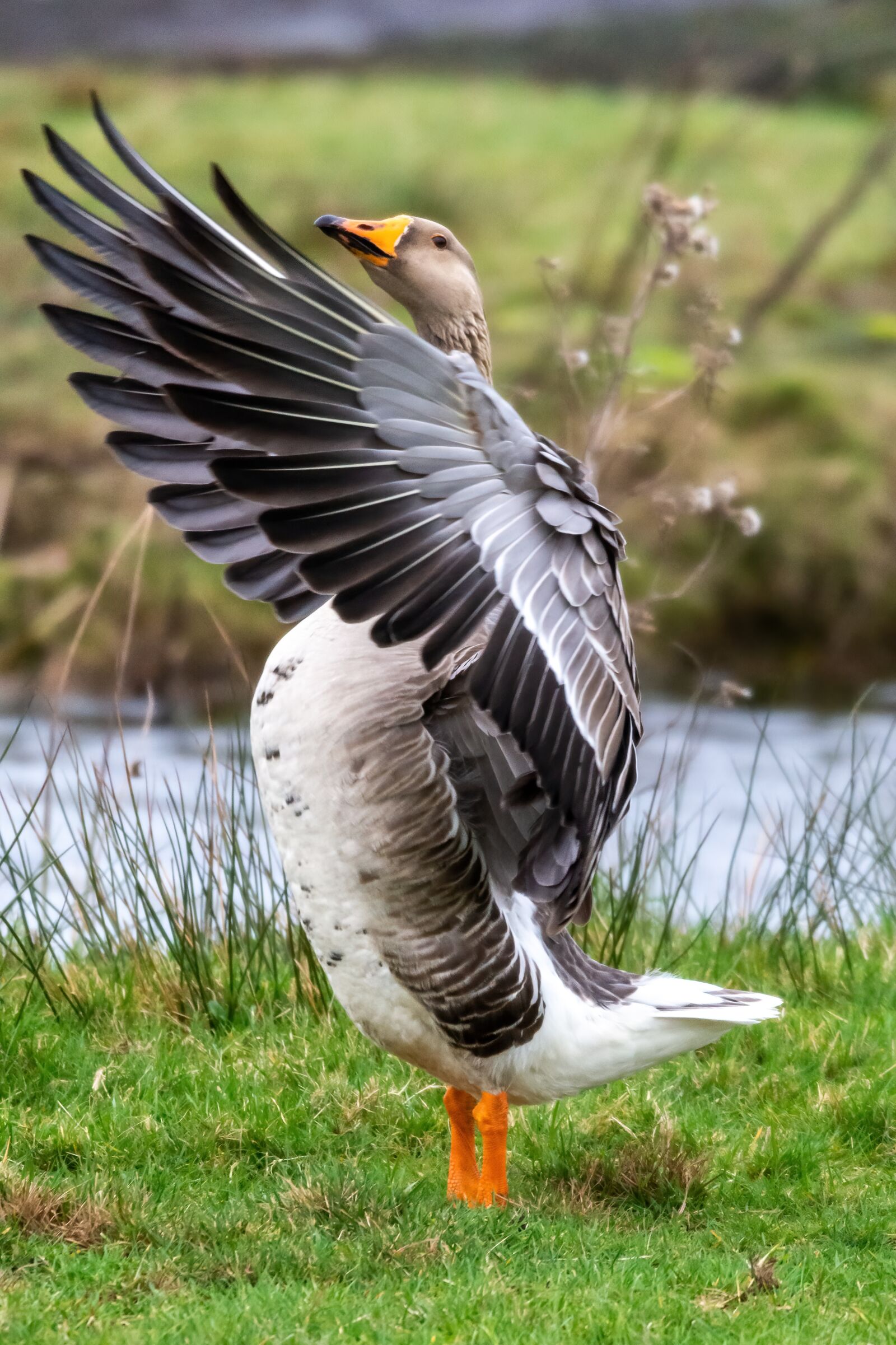 Nikon D7200 sample photo. Gray goose, bird, animal photography