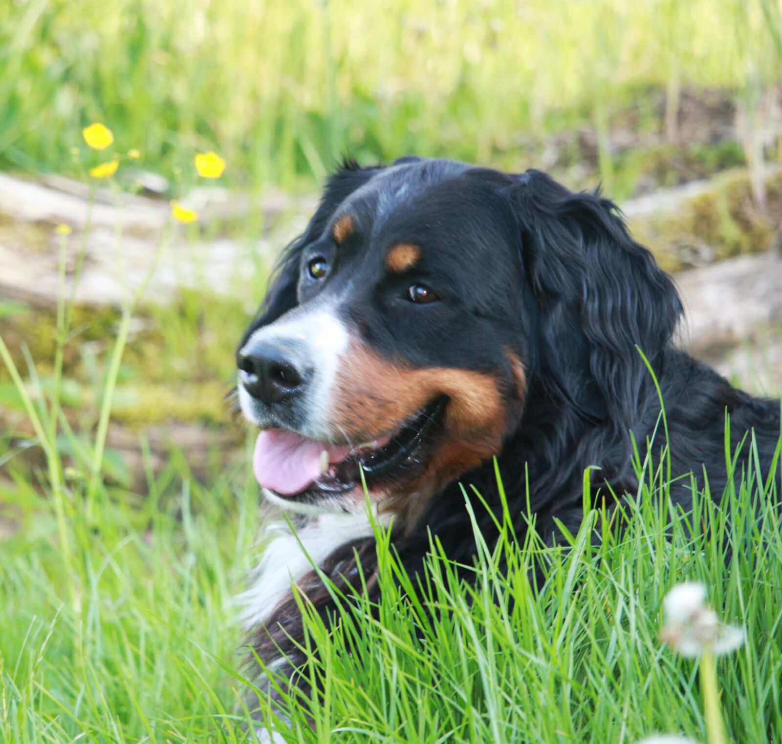 Canon EOS 500D (EOS Rebel T1i / EOS Kiss X3) sample photo. Dog, berner, bernese mountain photography