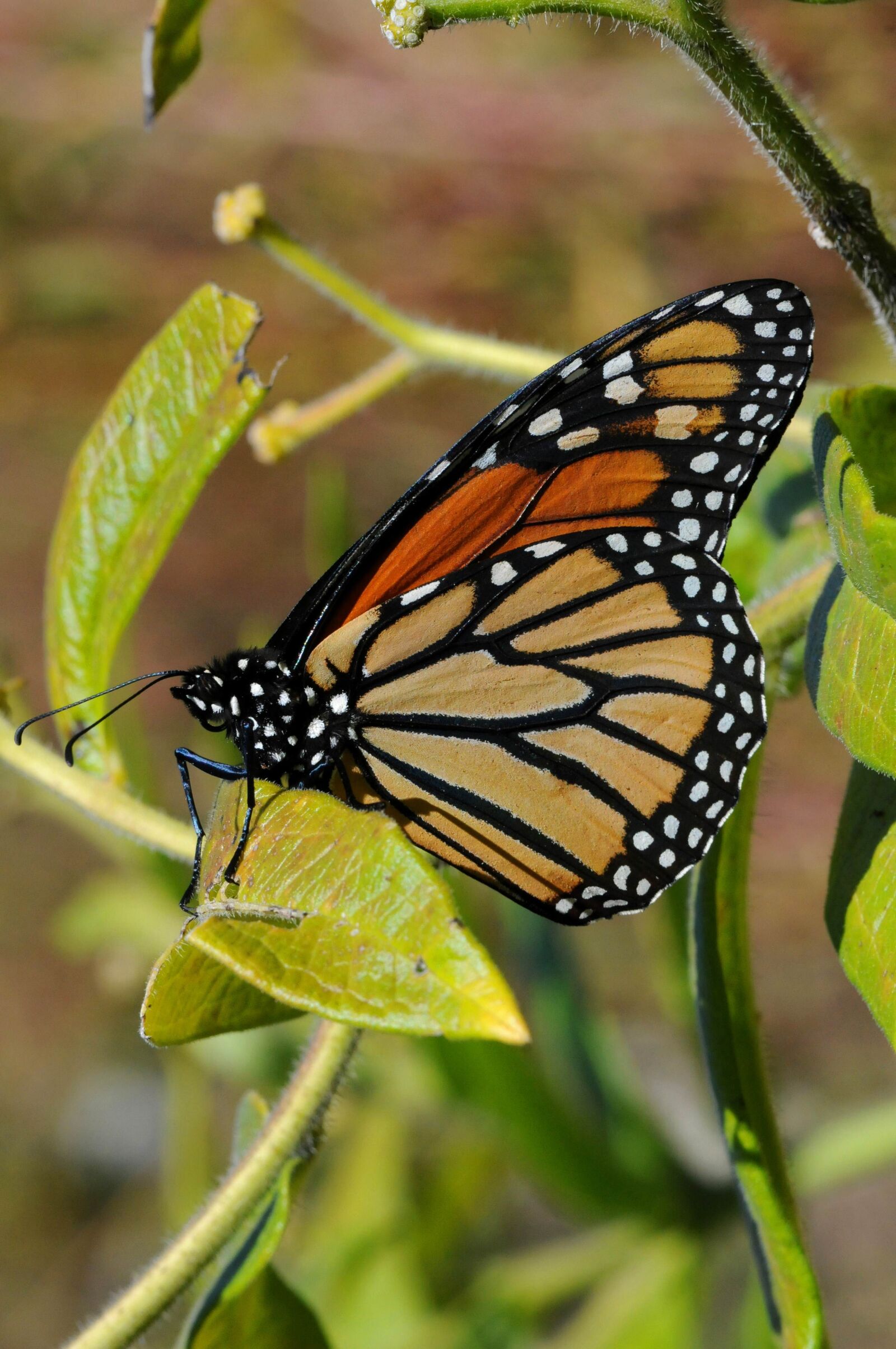 Nikon D300S sample photo. Insect, bug, colorful, monarch photography