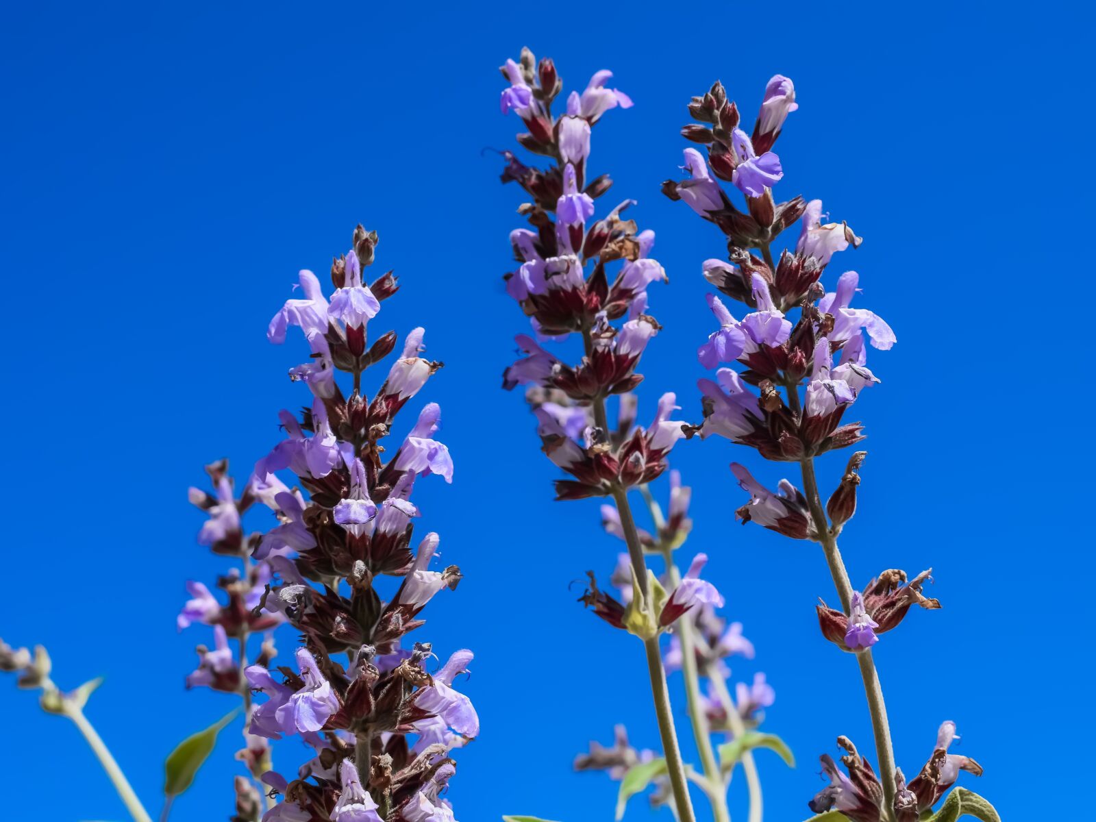 Nikon D3300 sample photo. Lavender, lavandula, flower photography