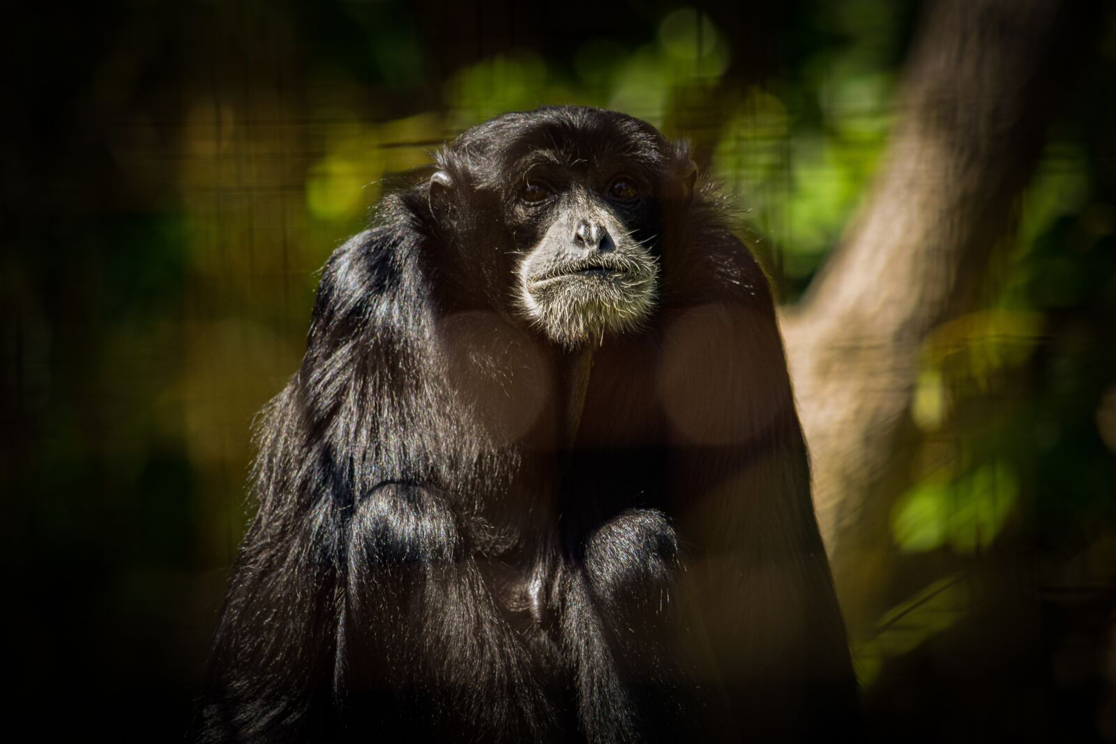 Nikon D5300 sample photo. Siamang, monkey, gibbon photography