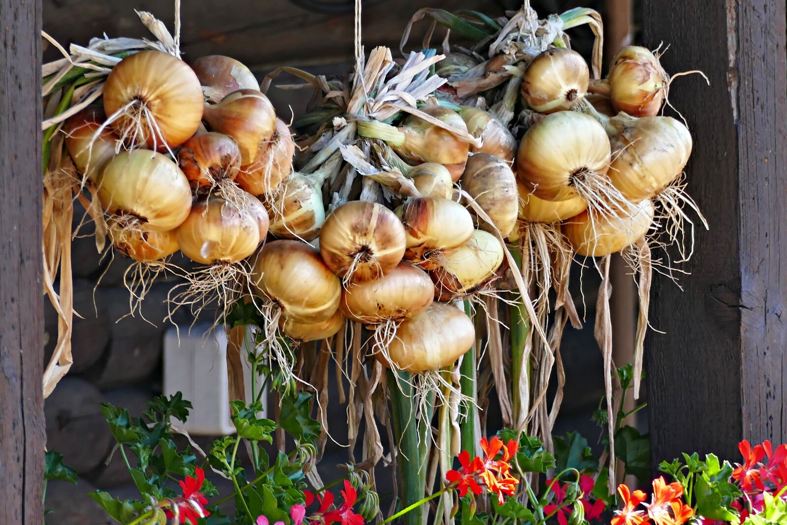 Panasonic Lumix DMC-FZ1000 sample photo. Onions, tubers, vegetables photography