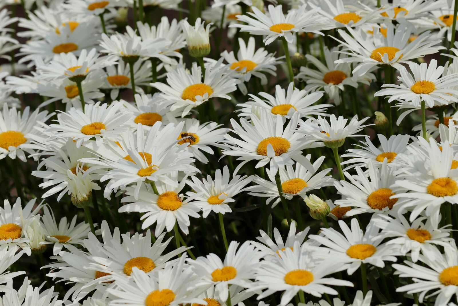 Canon EOS 800D (EOS Rebel T7i / EOS Kiss X9i) sample photo. Flowers, daisies, white photography