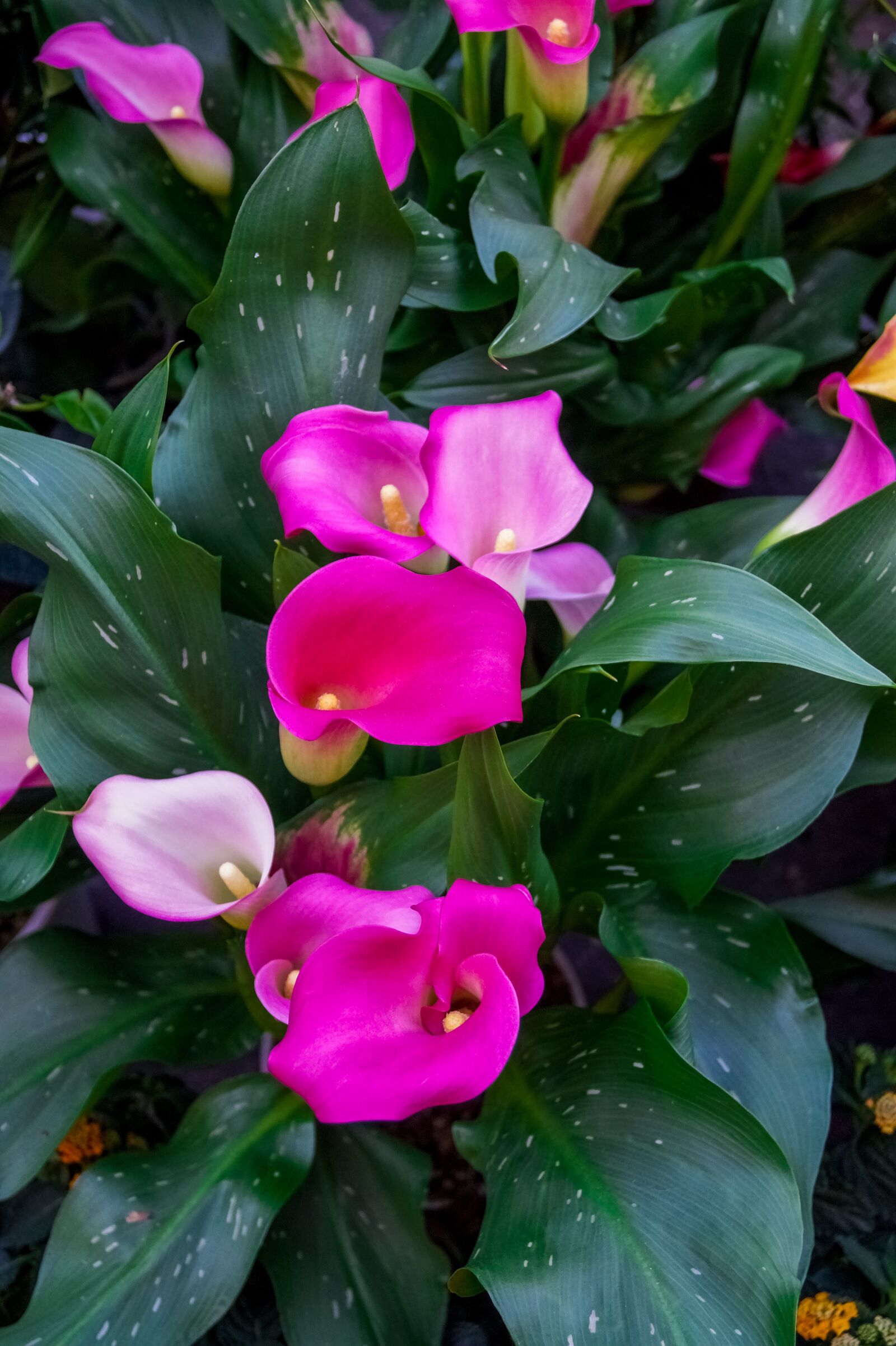 Sony DT 18-55mm F3.5-5.6 SAM II sample photo. Flowers, nature, blossom photography